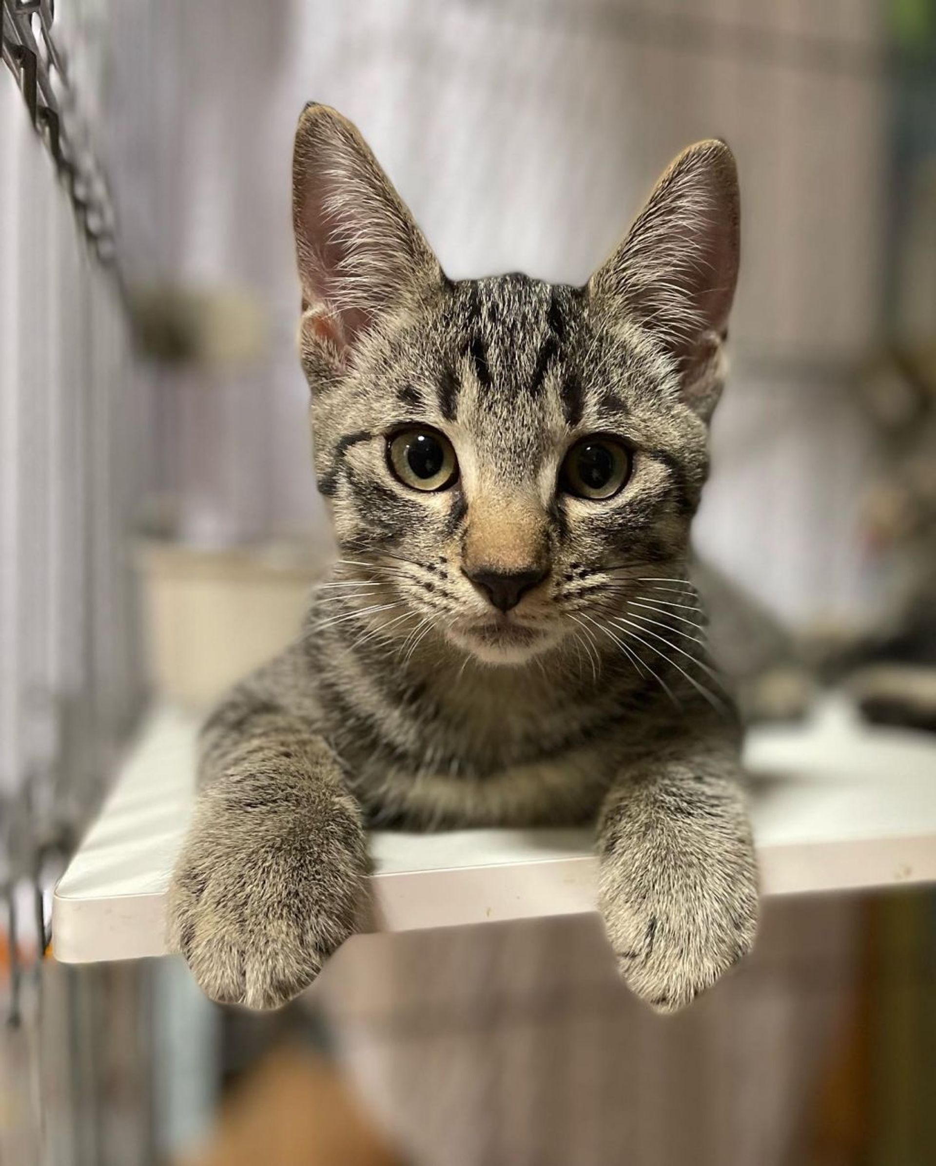 日本猫・オスの里親募集の写真