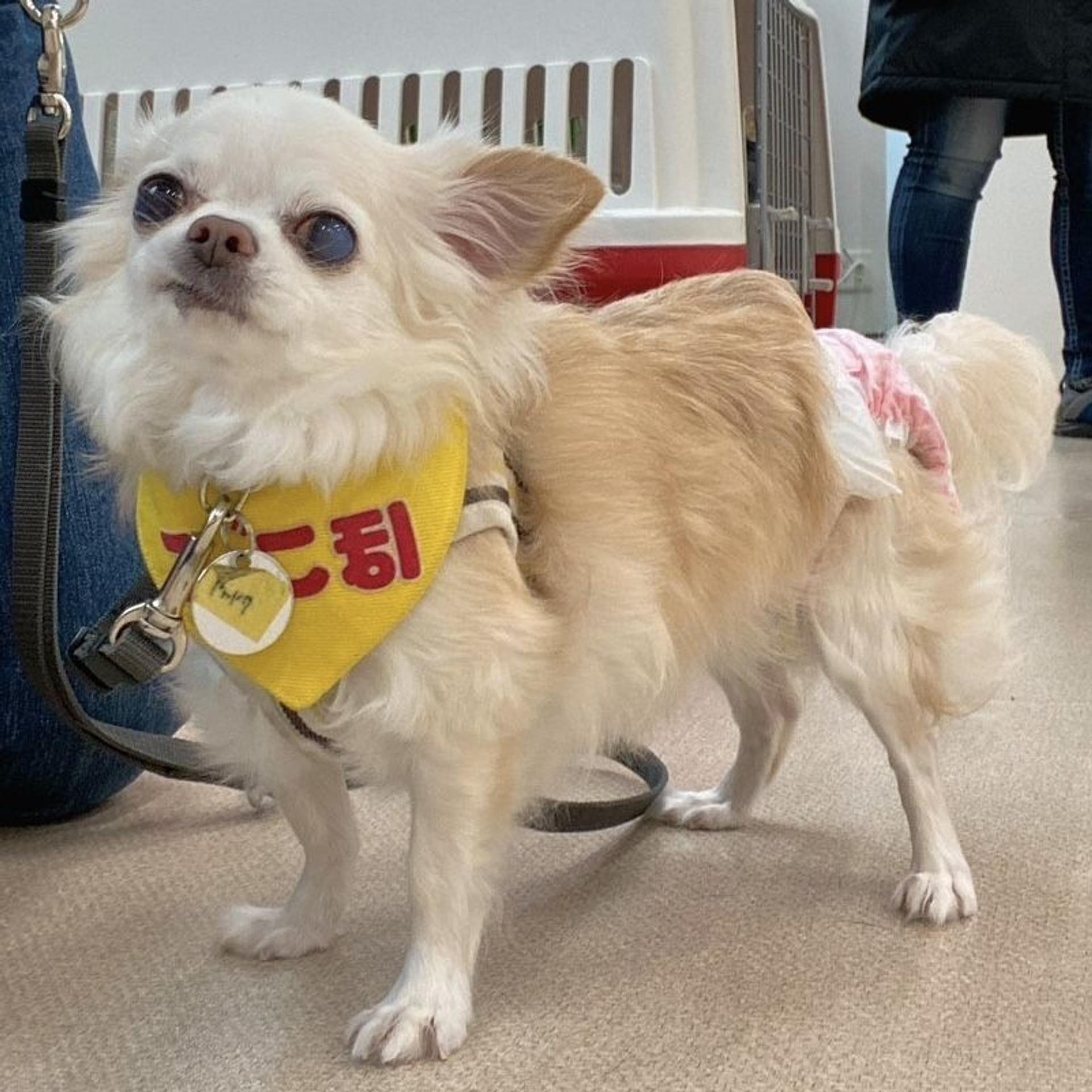 pet-image-6