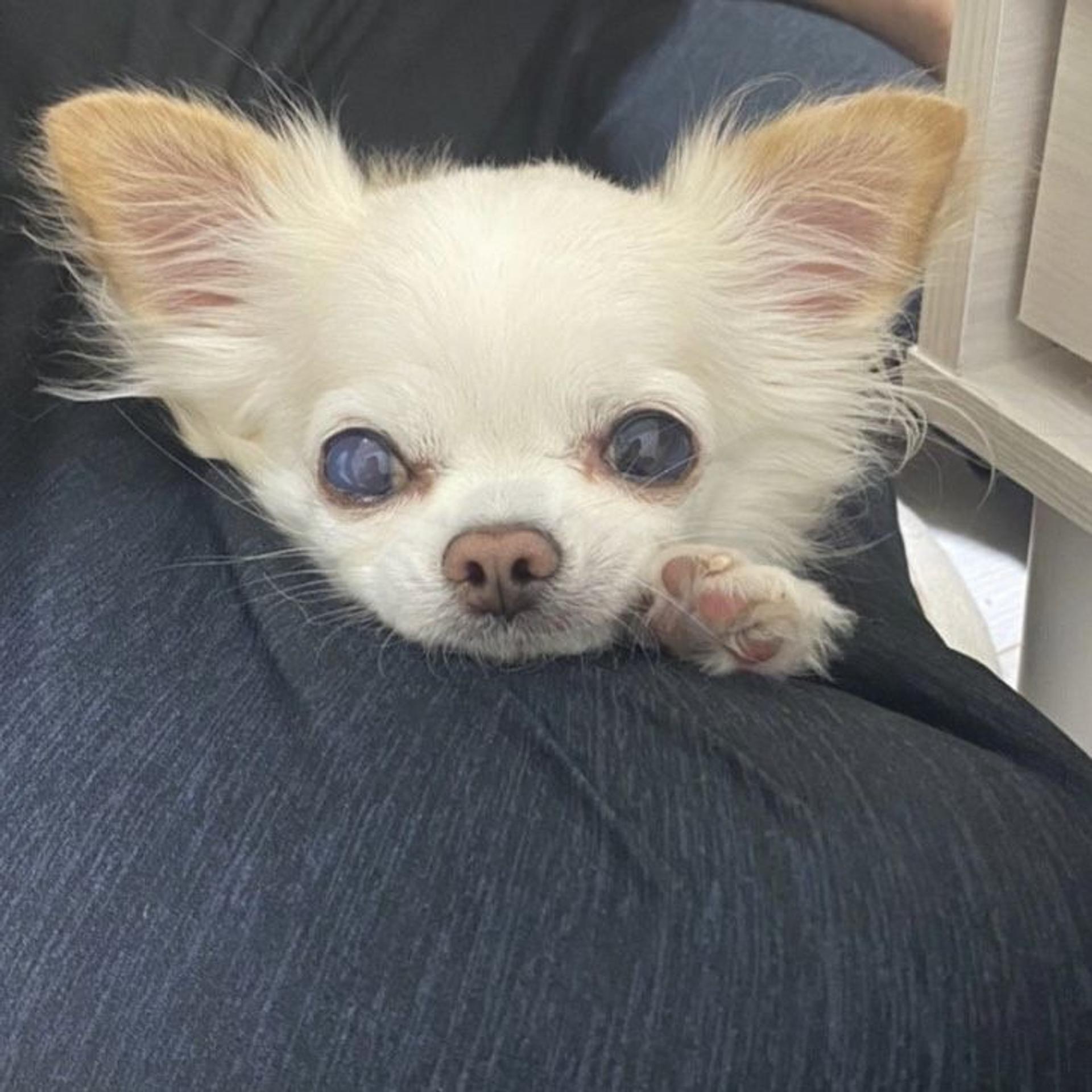 pet-image-8