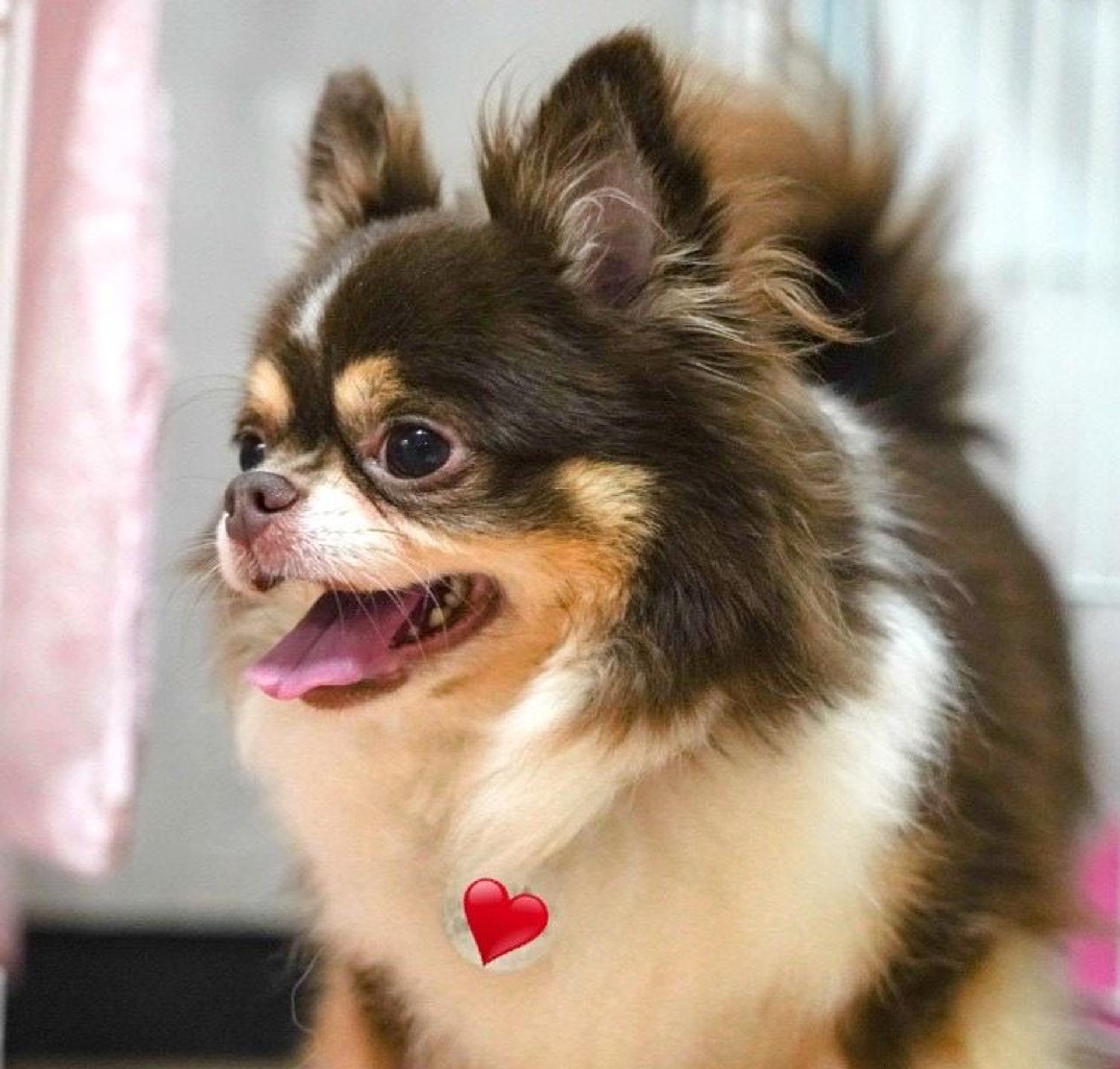 pet-image-2