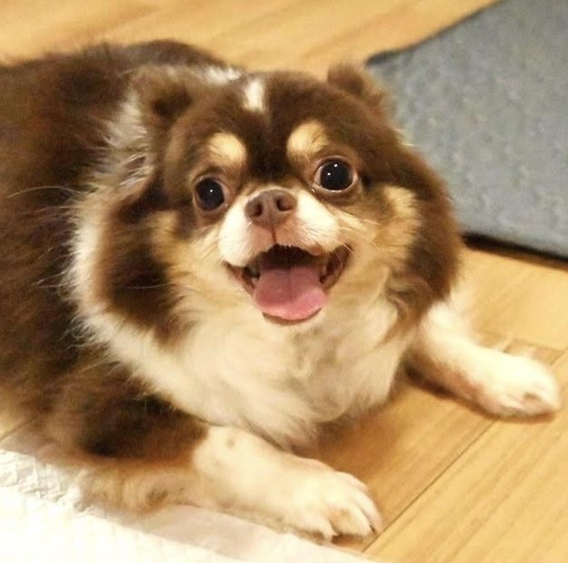 pet-image-4