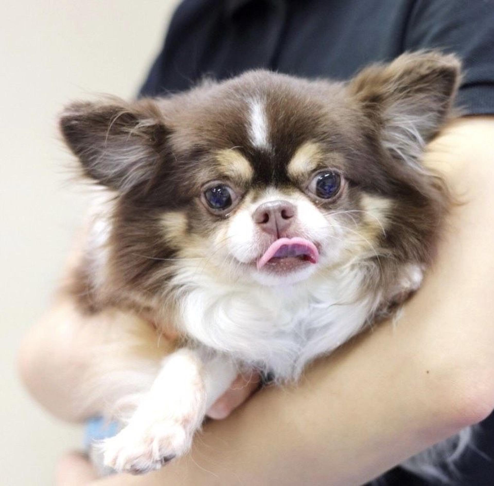 pet-image-5