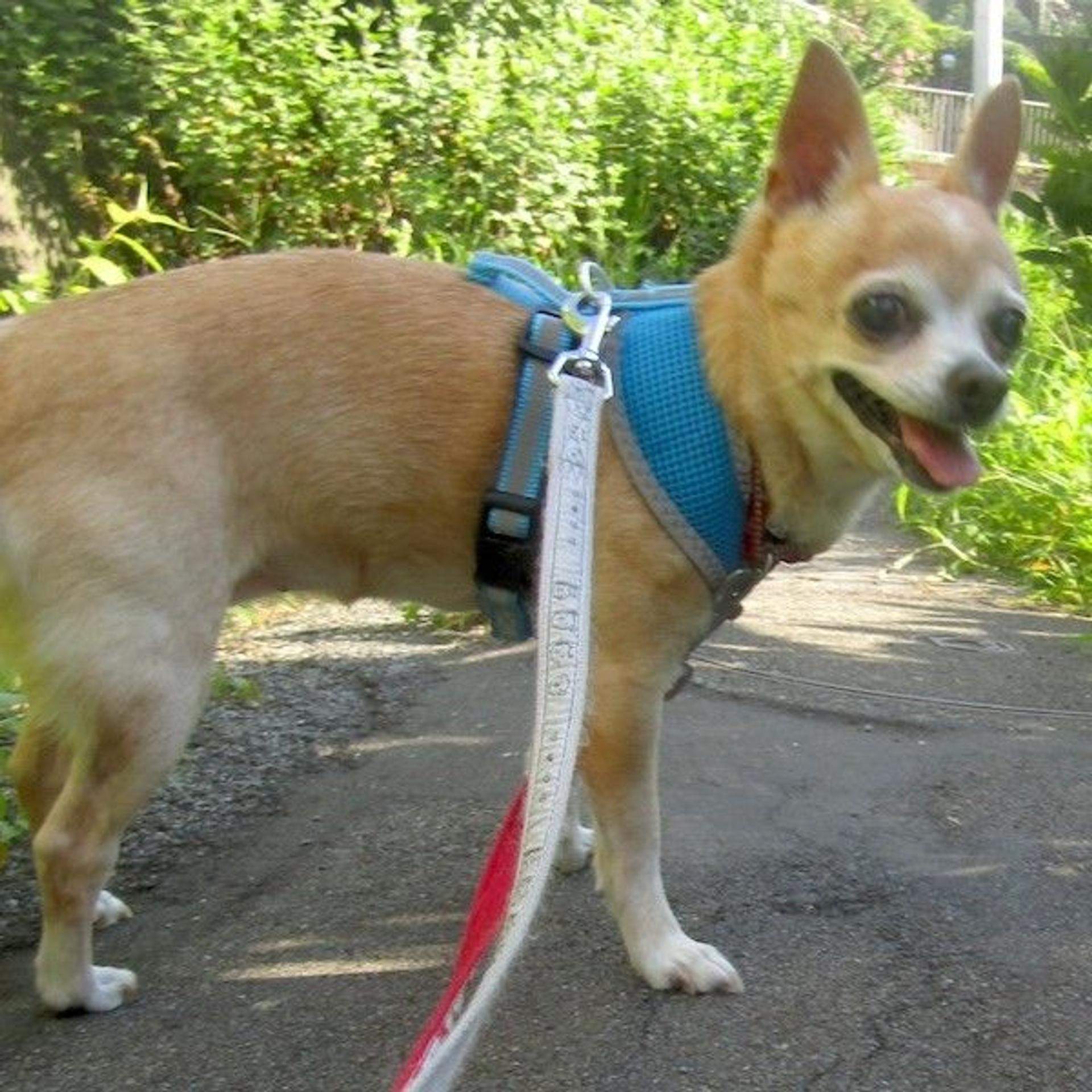 pet-image-4