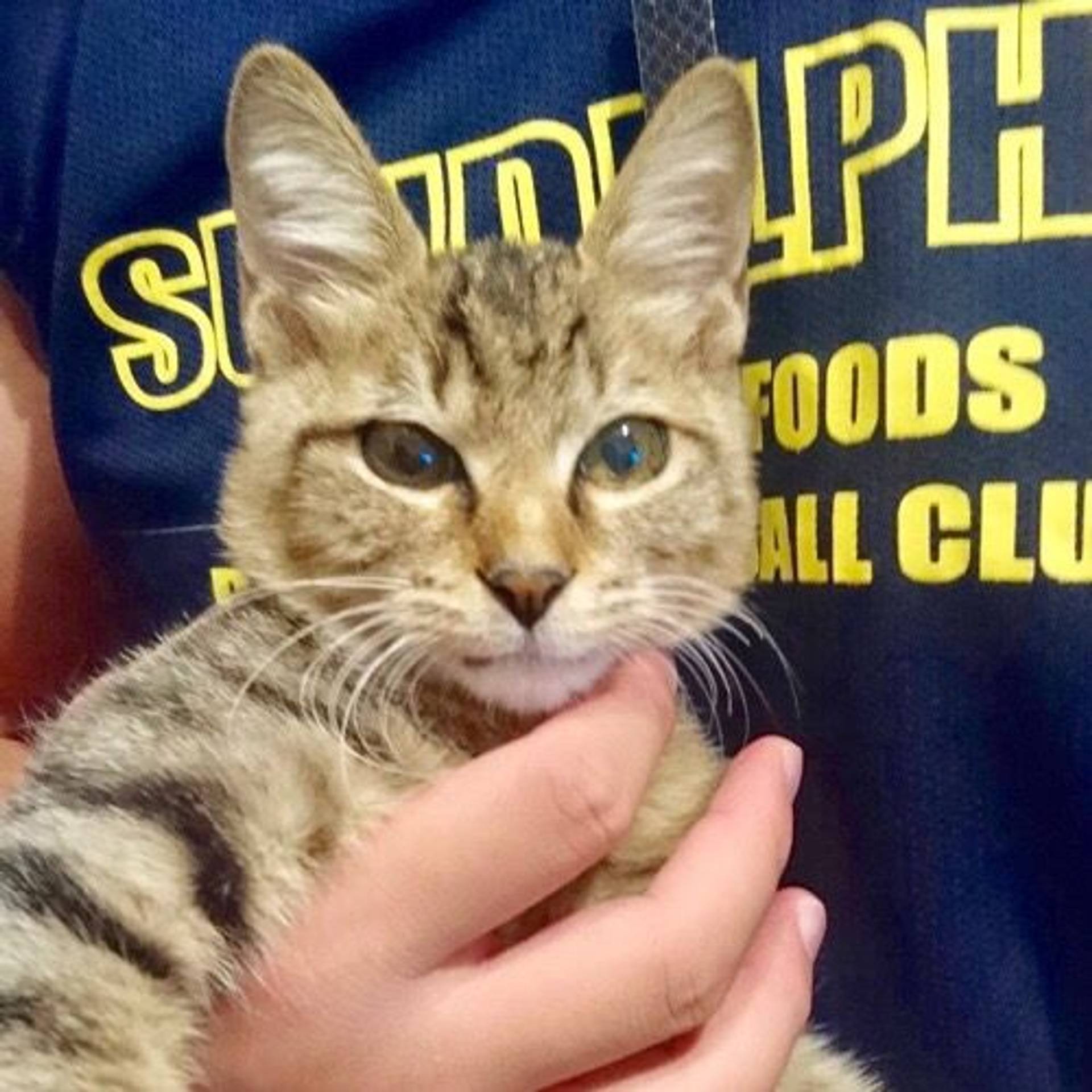 雑種（ミックス猫）・メスの里親募集の写真