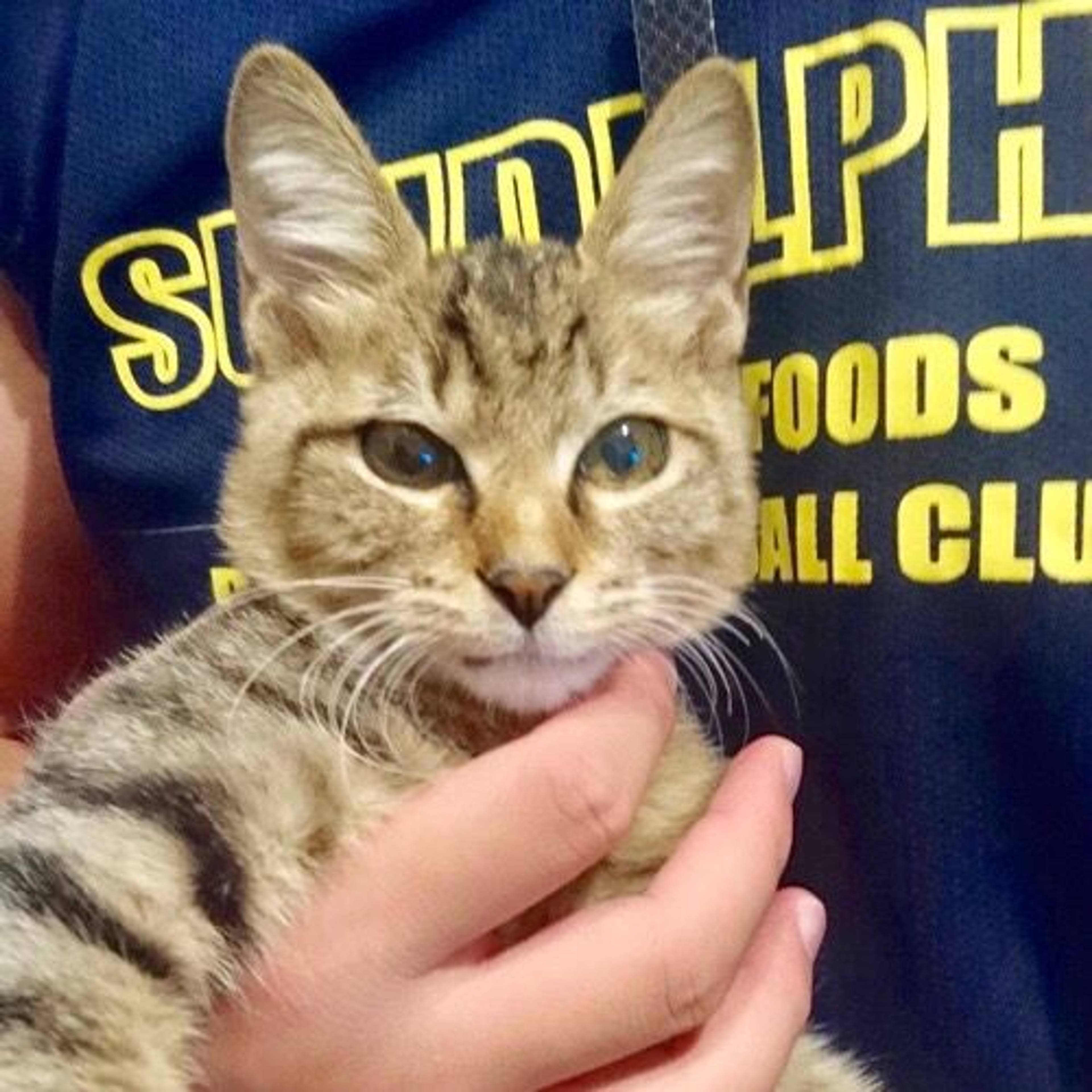 雑種（ミックス猫）・メスの里親募集の写真