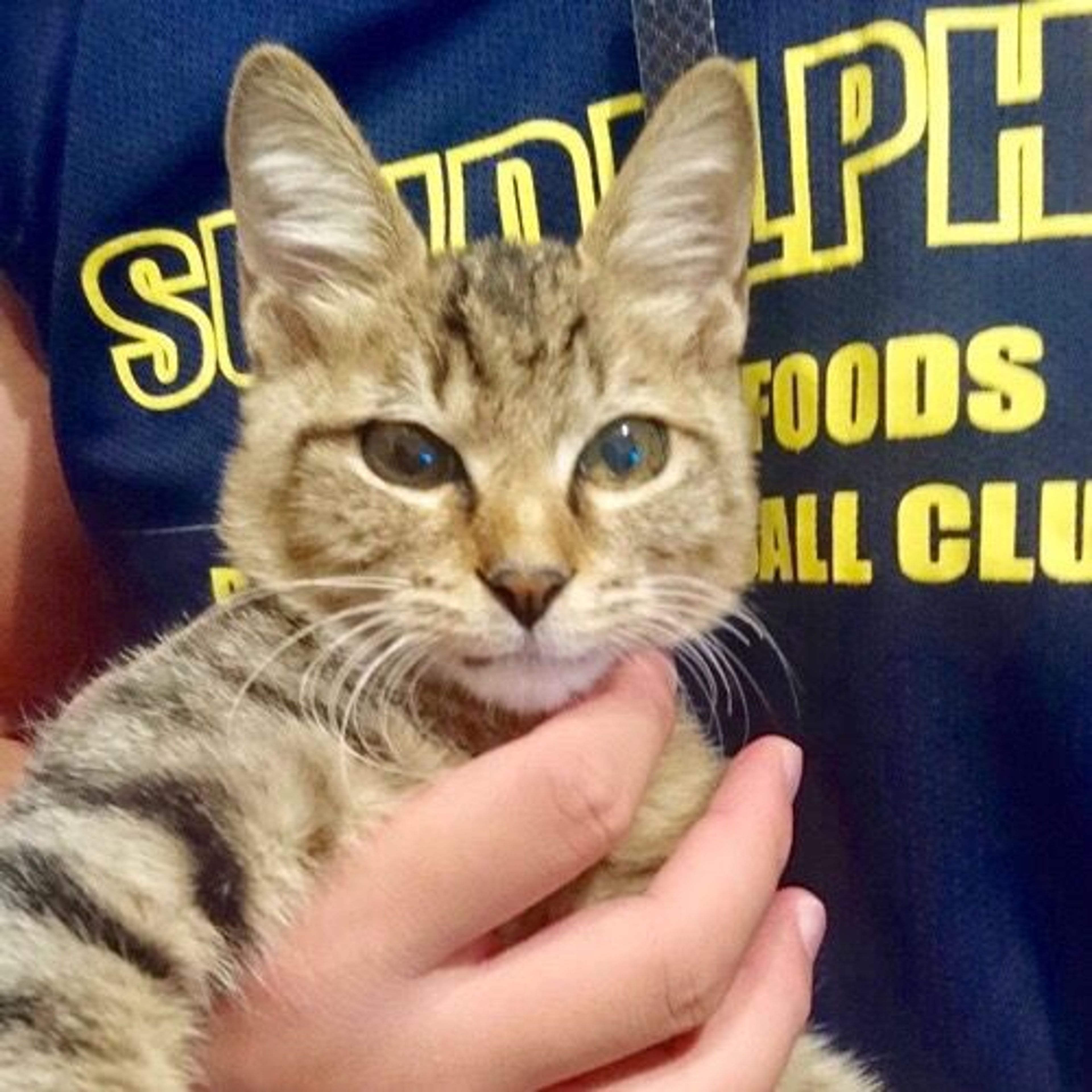 雑種（ミックス猫）・メスの里親募集の写真