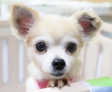 パメラちゃんの写真