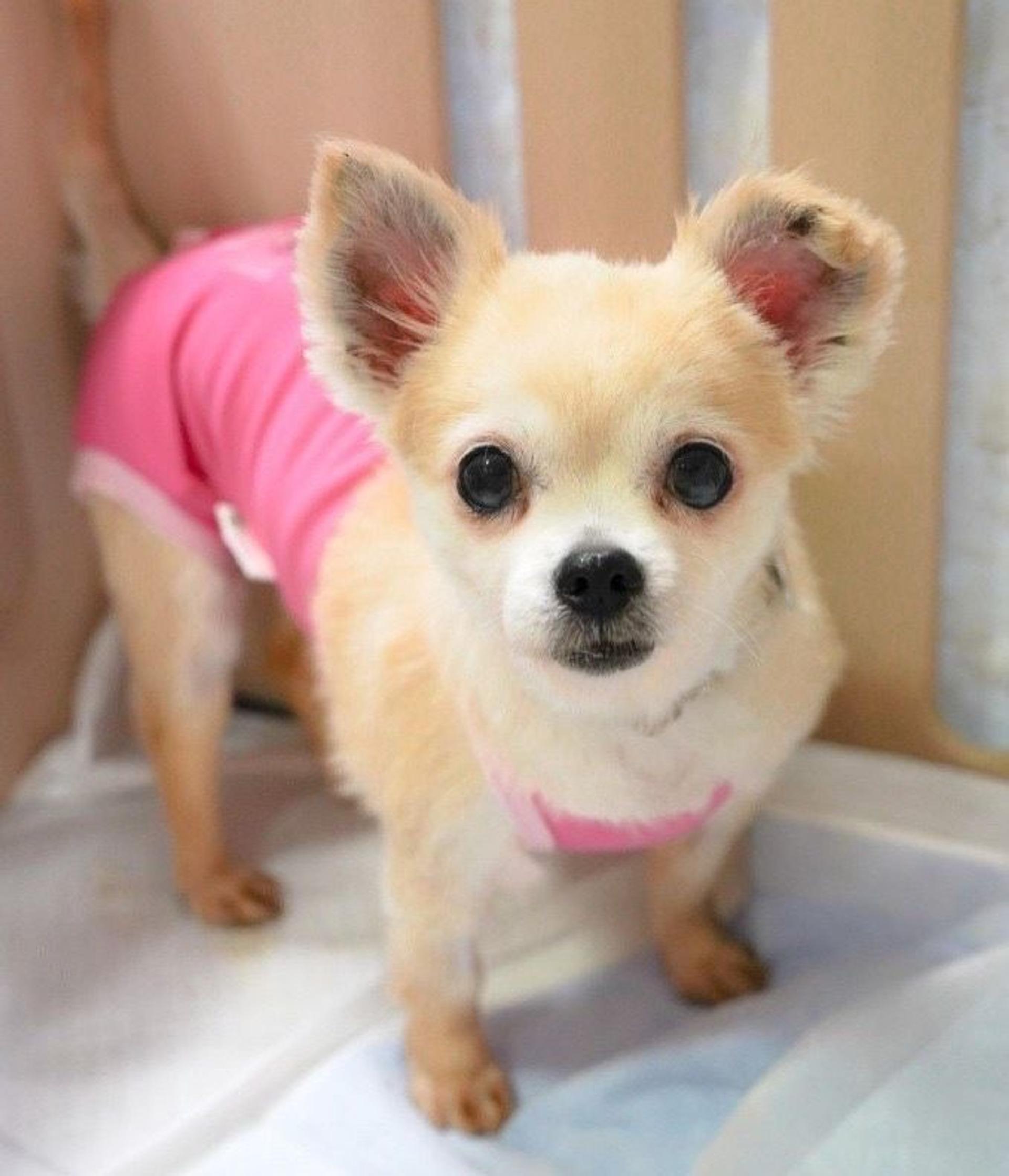 pet-image-3