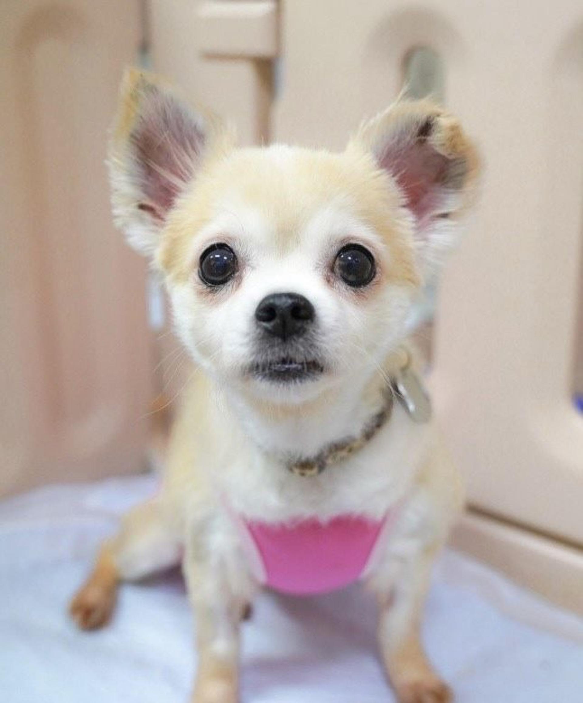 pet-image-4
