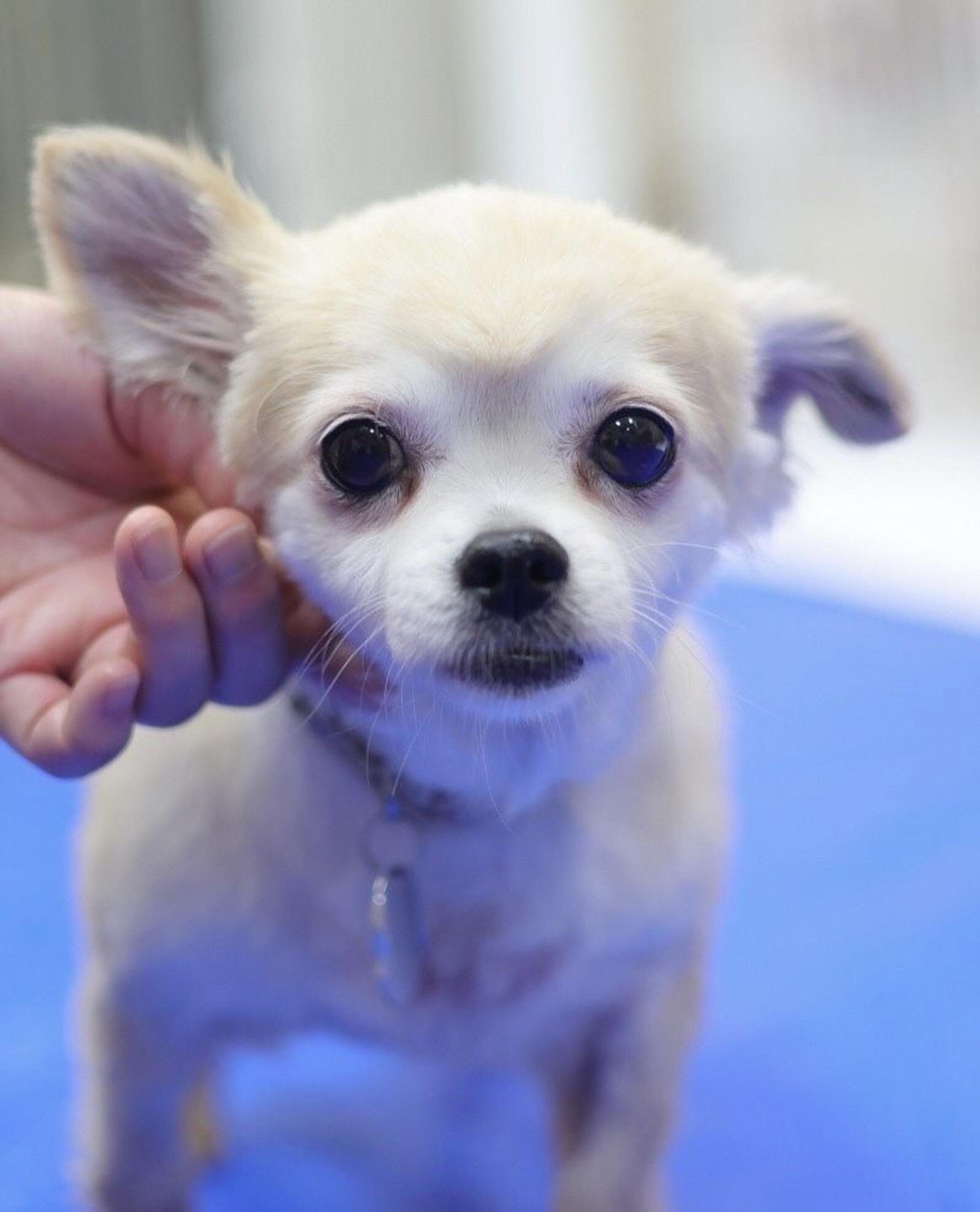 pet-image-6