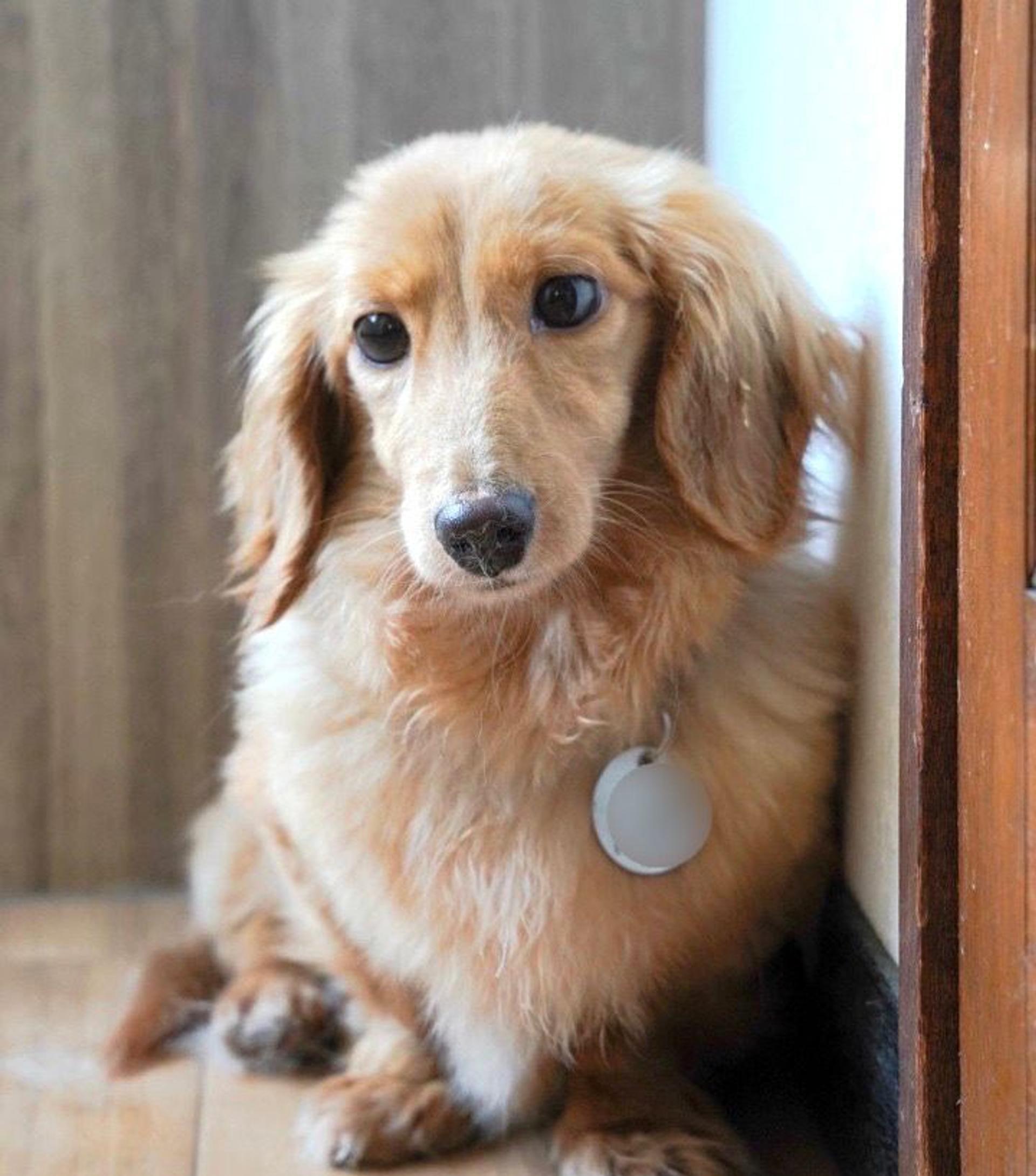pet-image-5