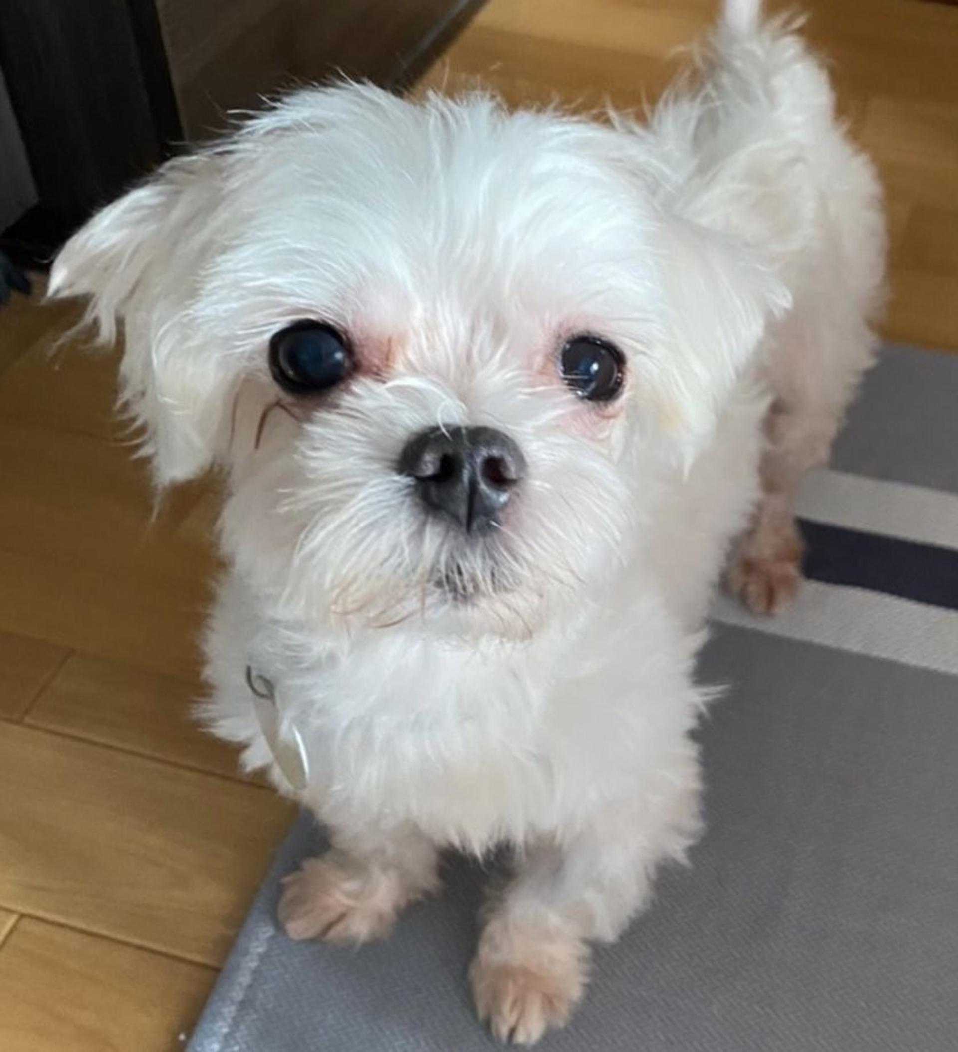 pet-image-2