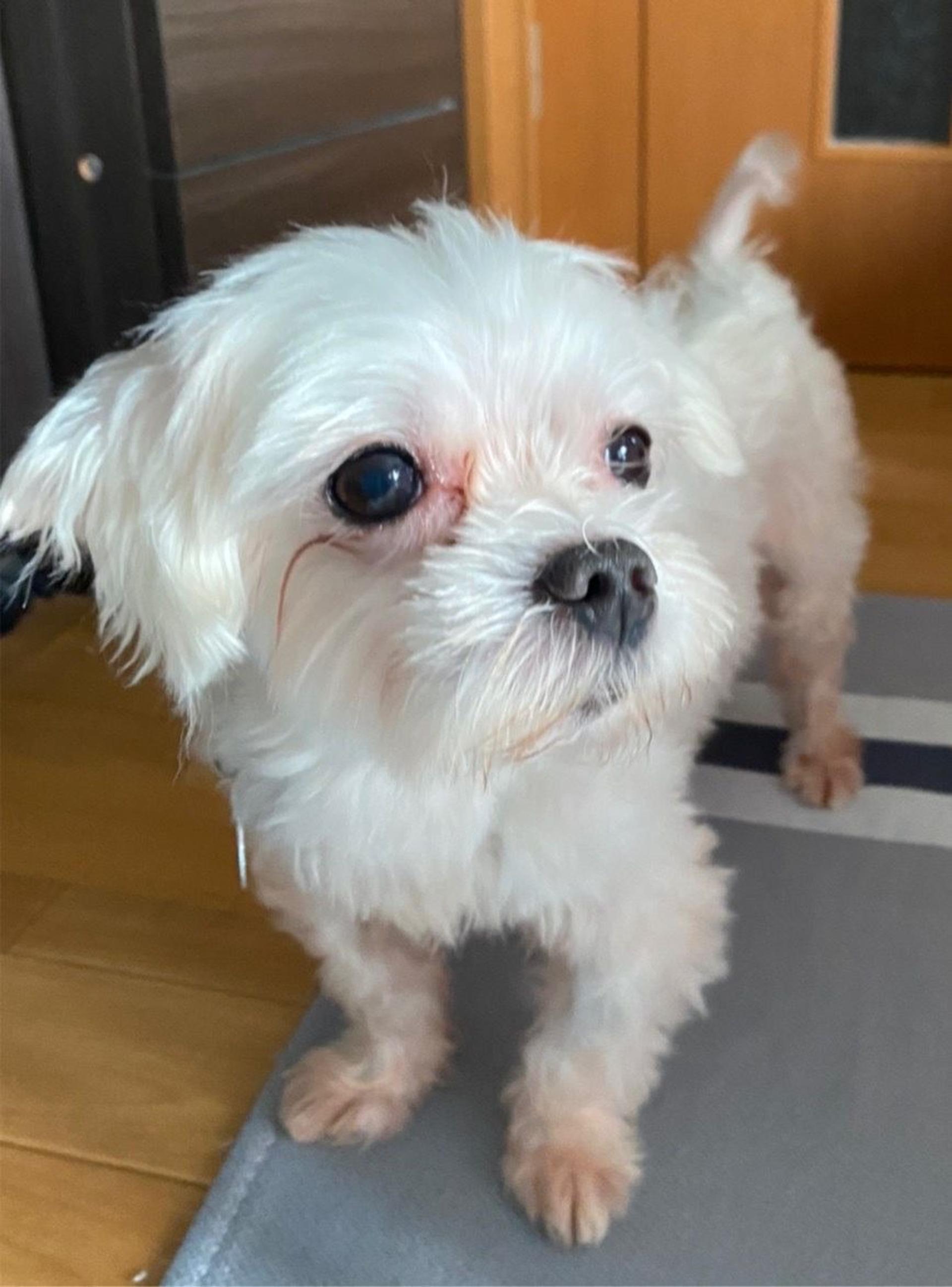 pet-image-5