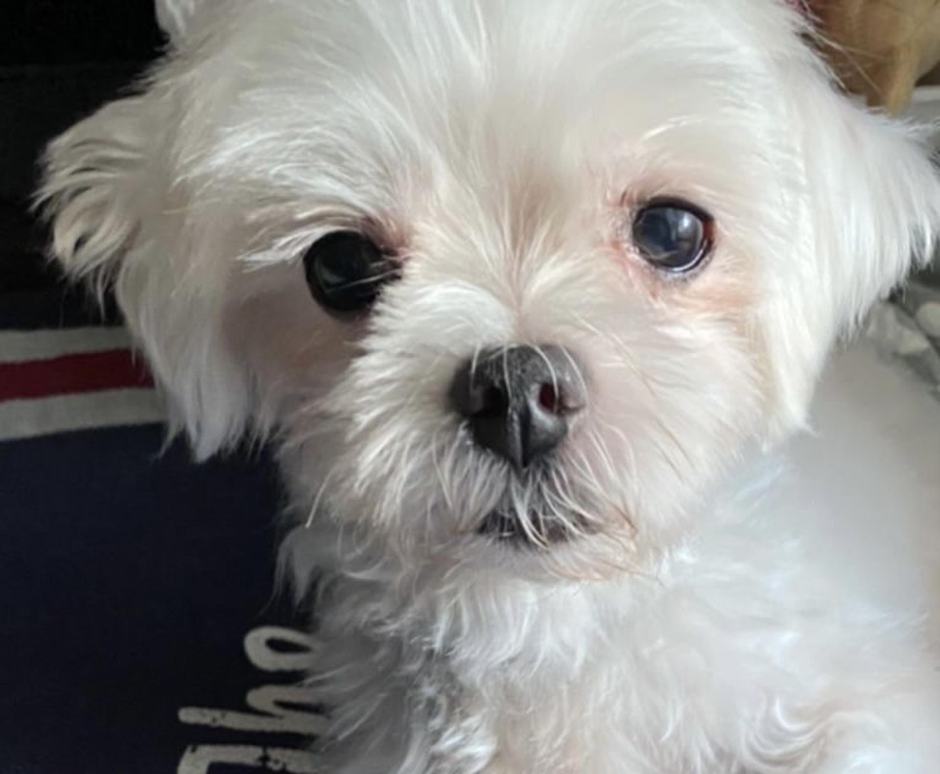 pet-image-7