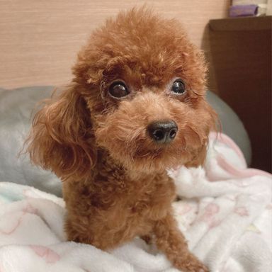 チョコ吉