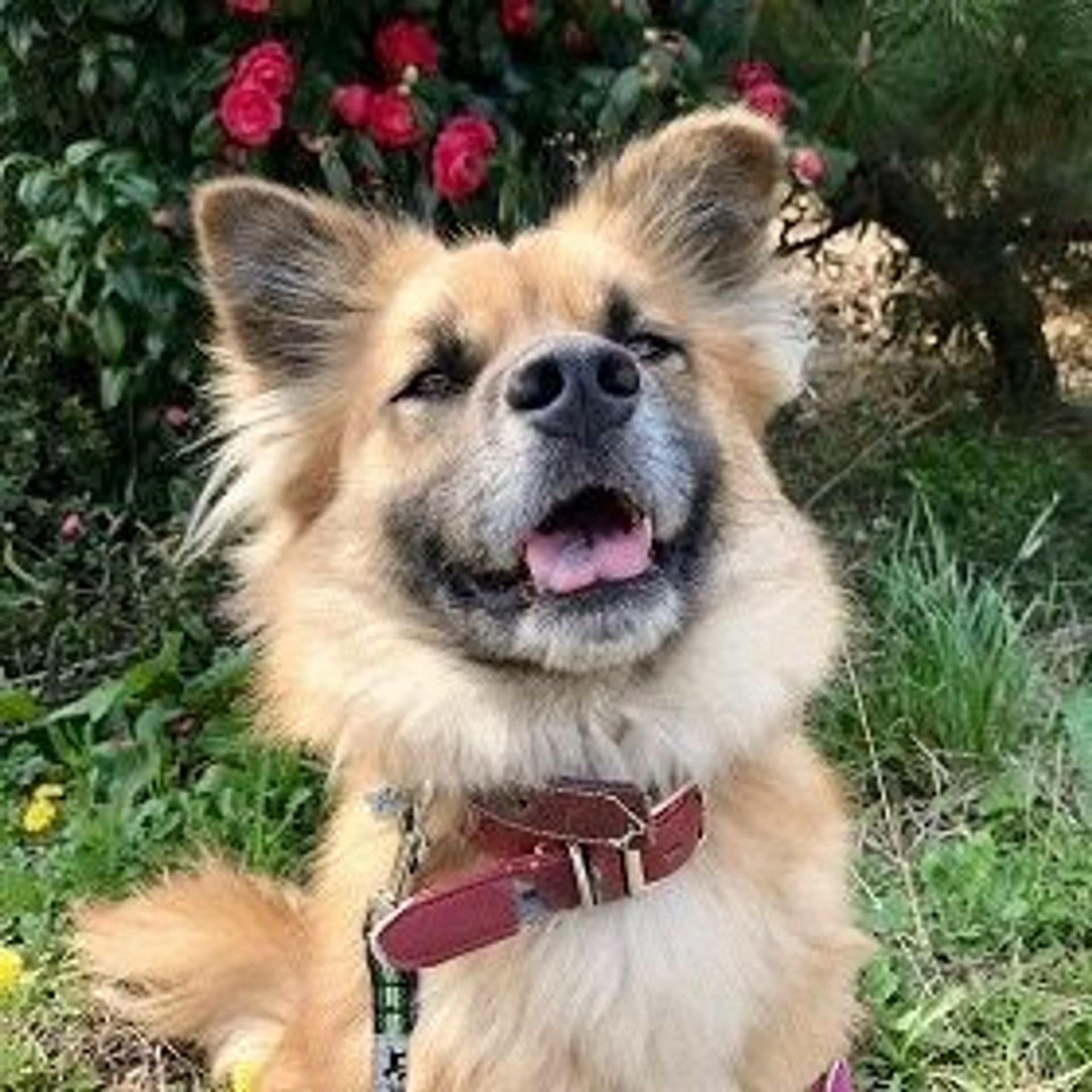 雑種（ミックス犬）・オスの里親募集の写真