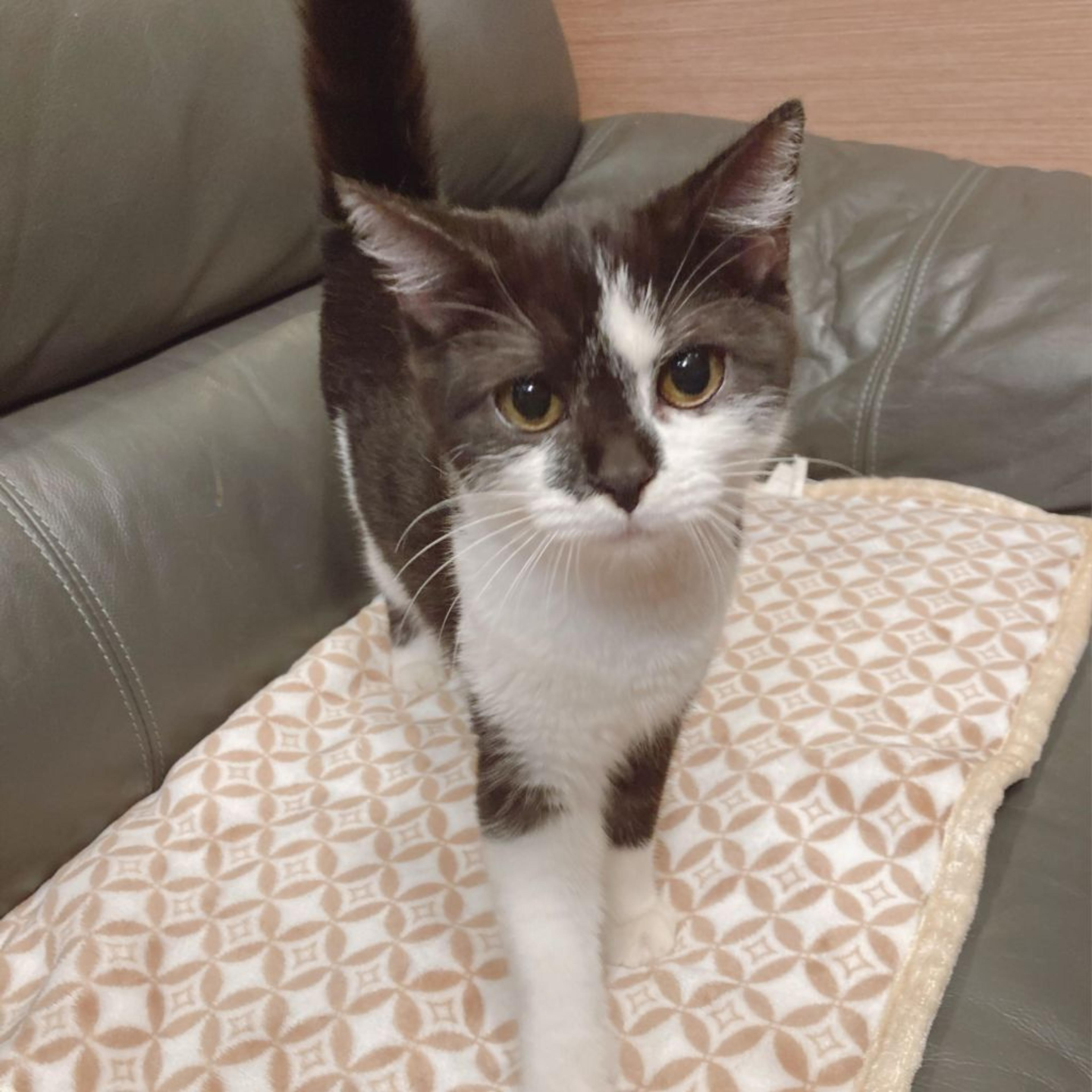 pet-image-2