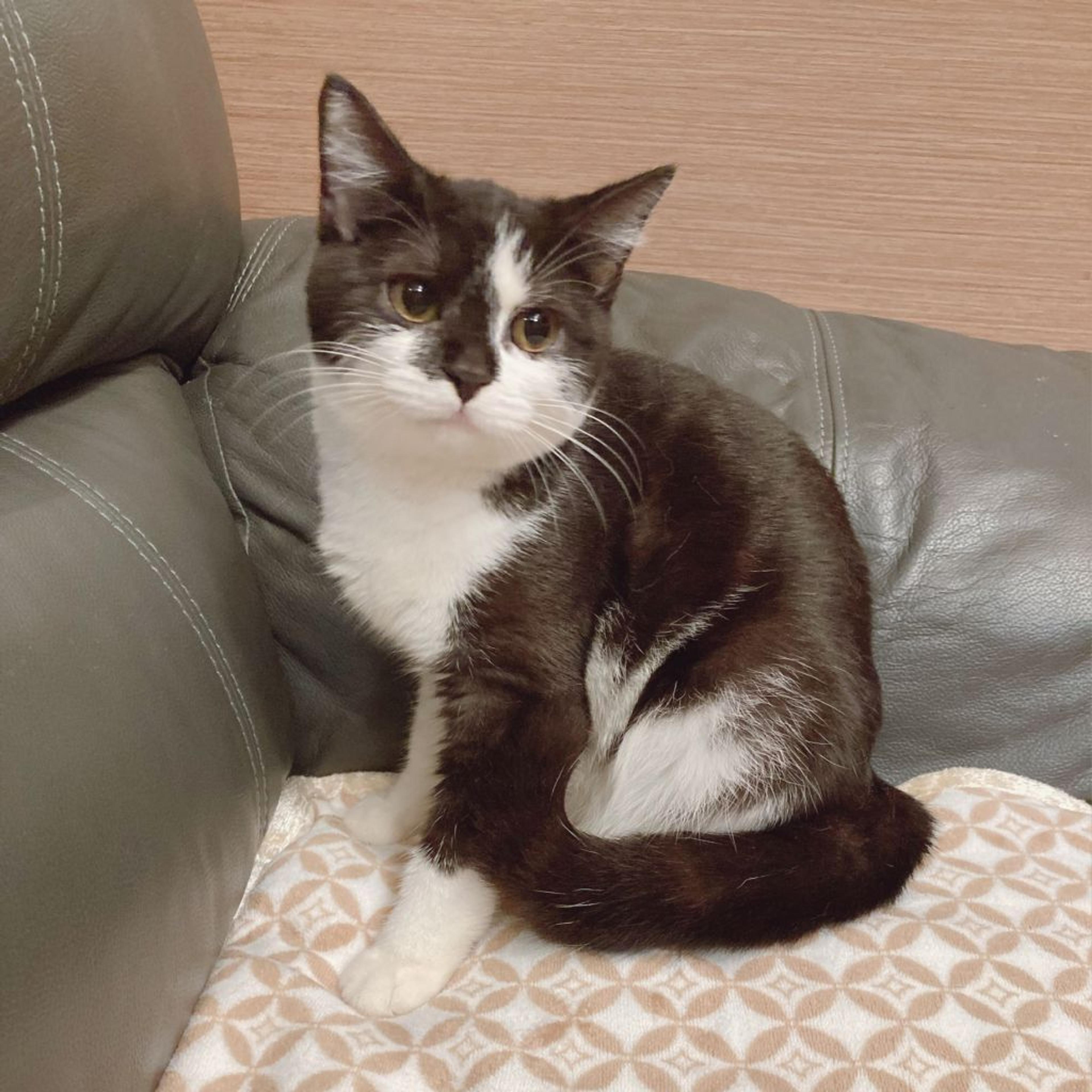pet-image-3