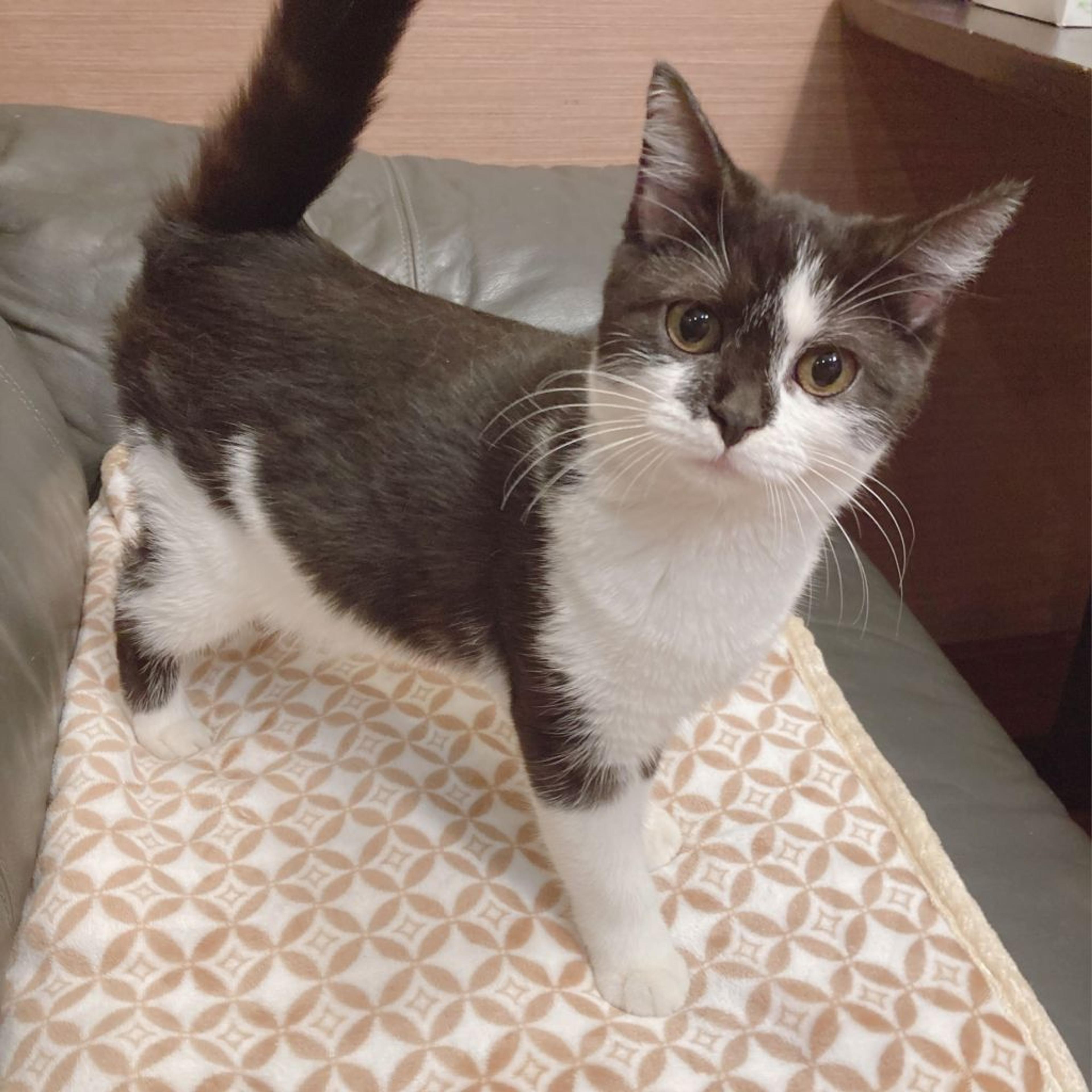 pet-image-4
