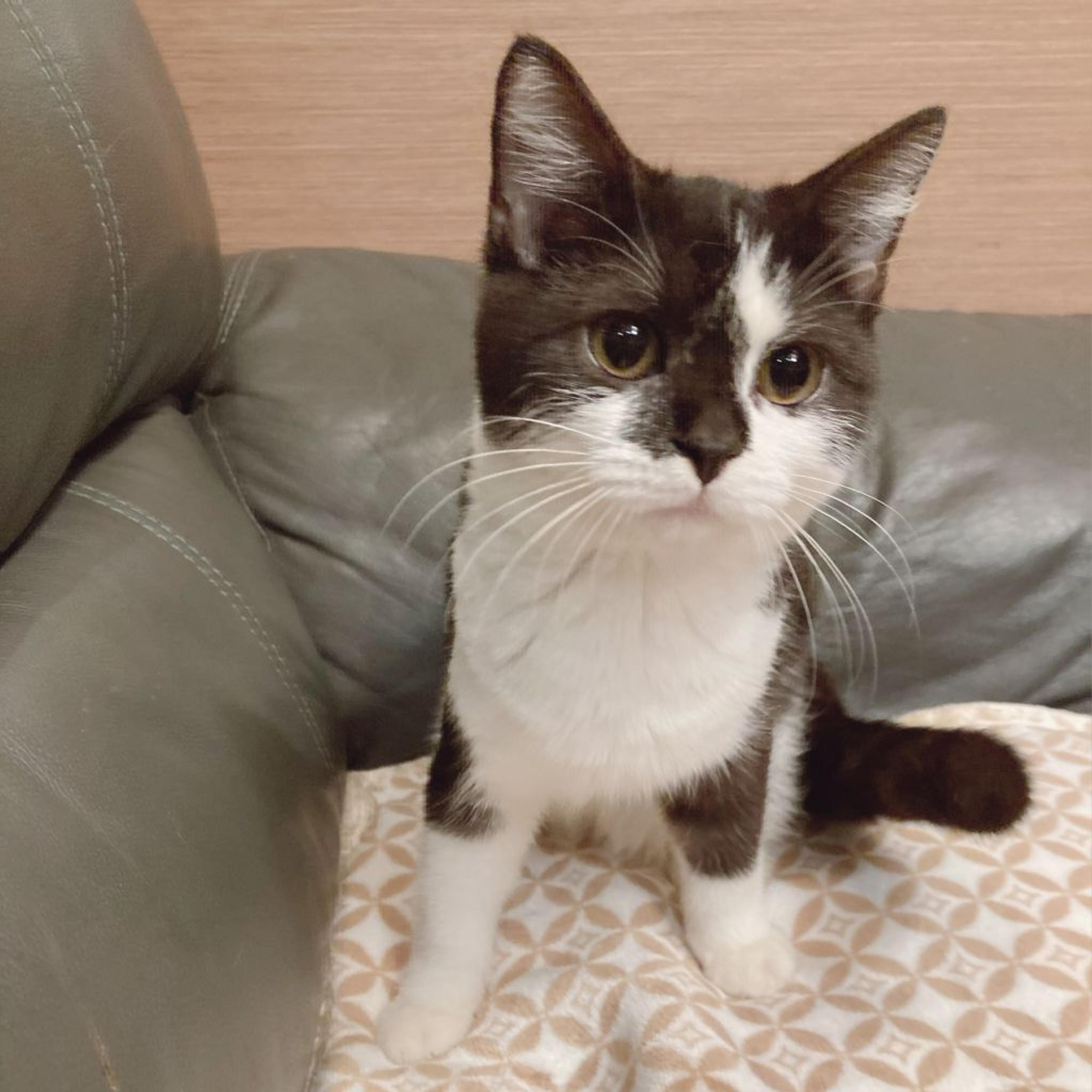 pet-image-5
