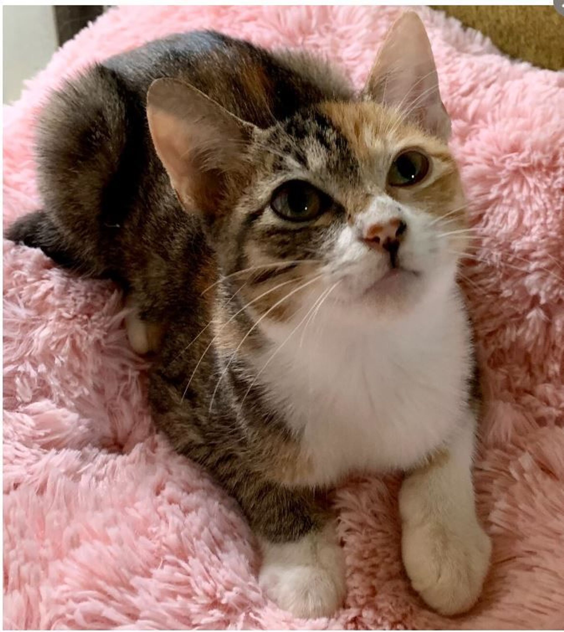 雑種（ミックス猫）・メスの里親募集の写真