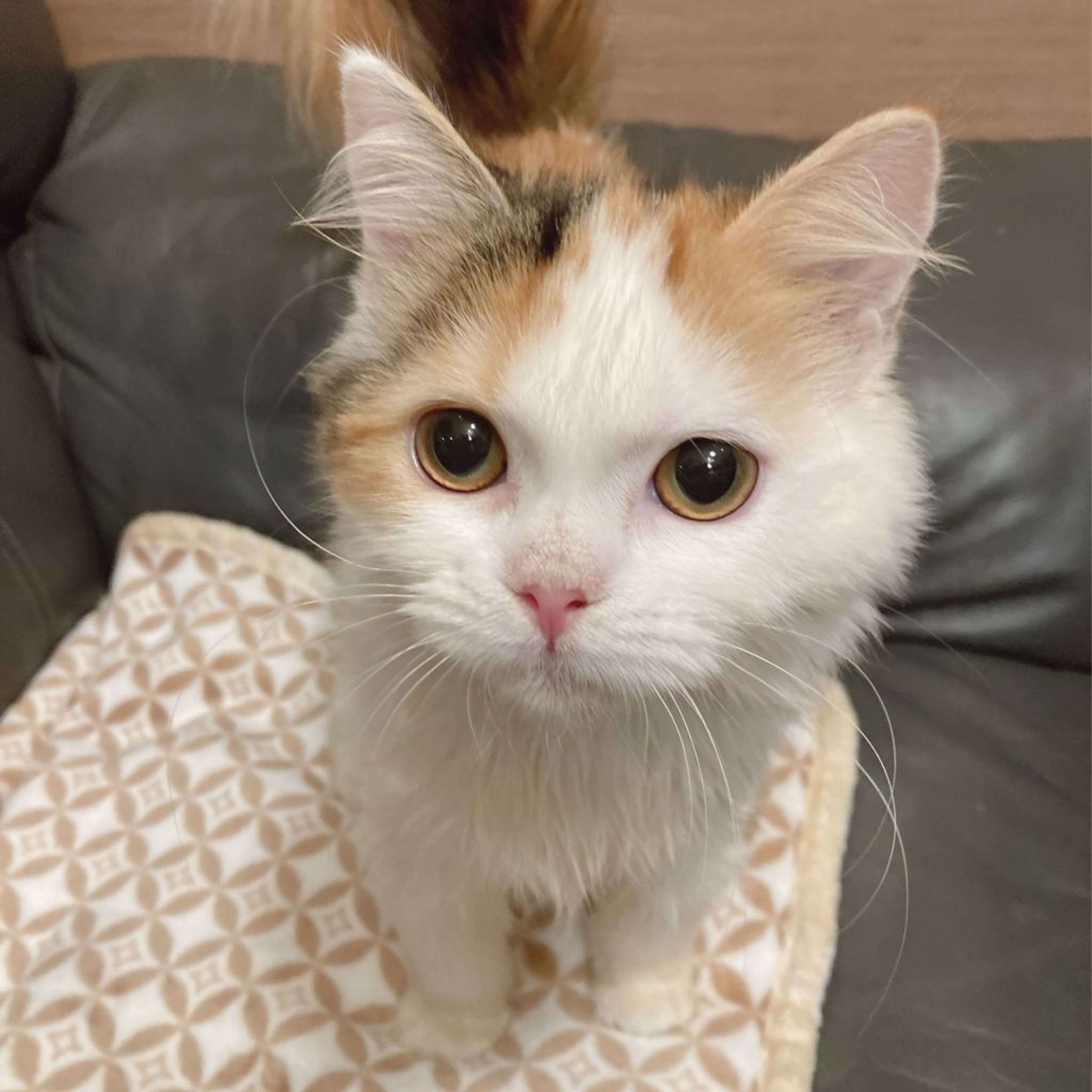 スコティッシュフォールド・メスの里親募集の写真