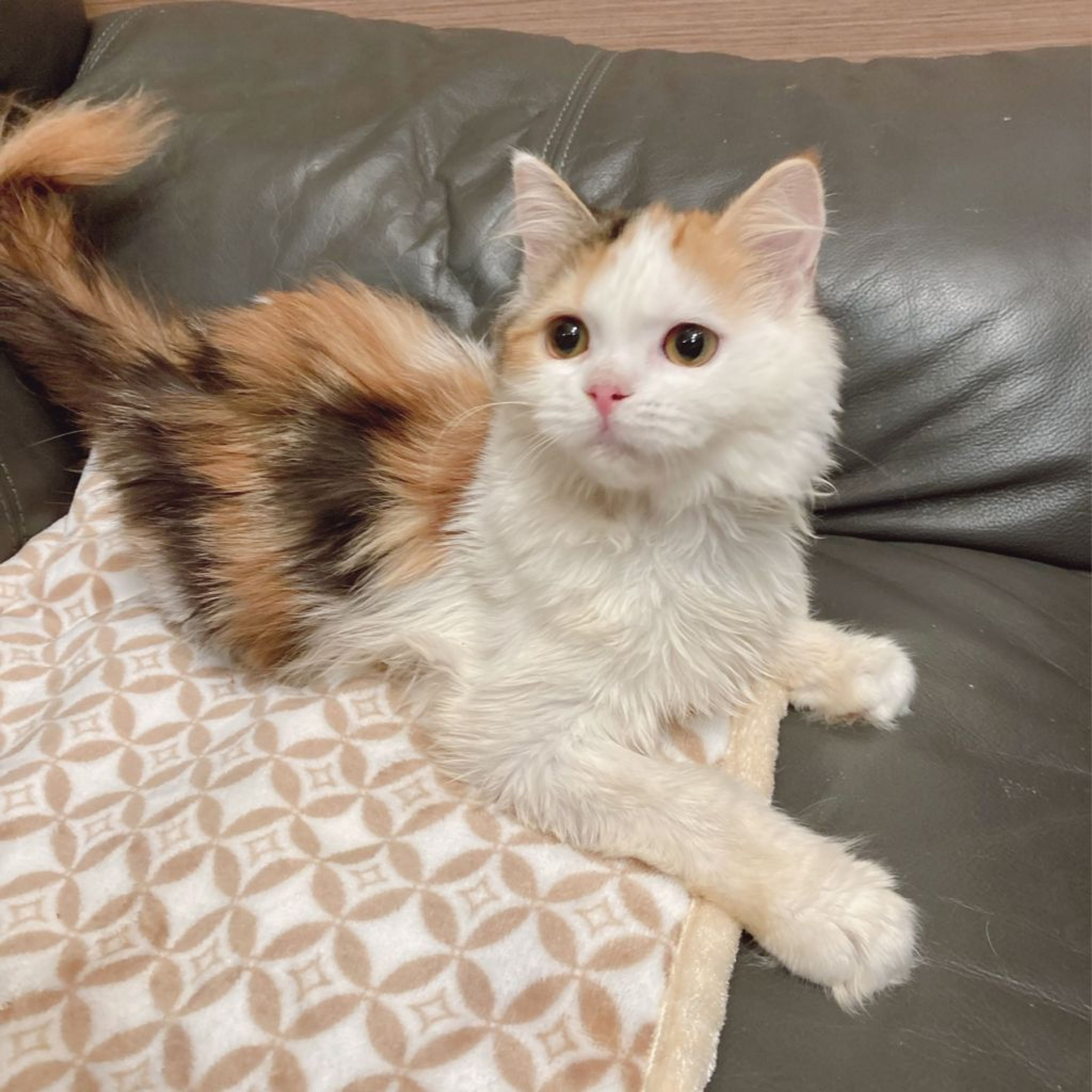 pet-image-4