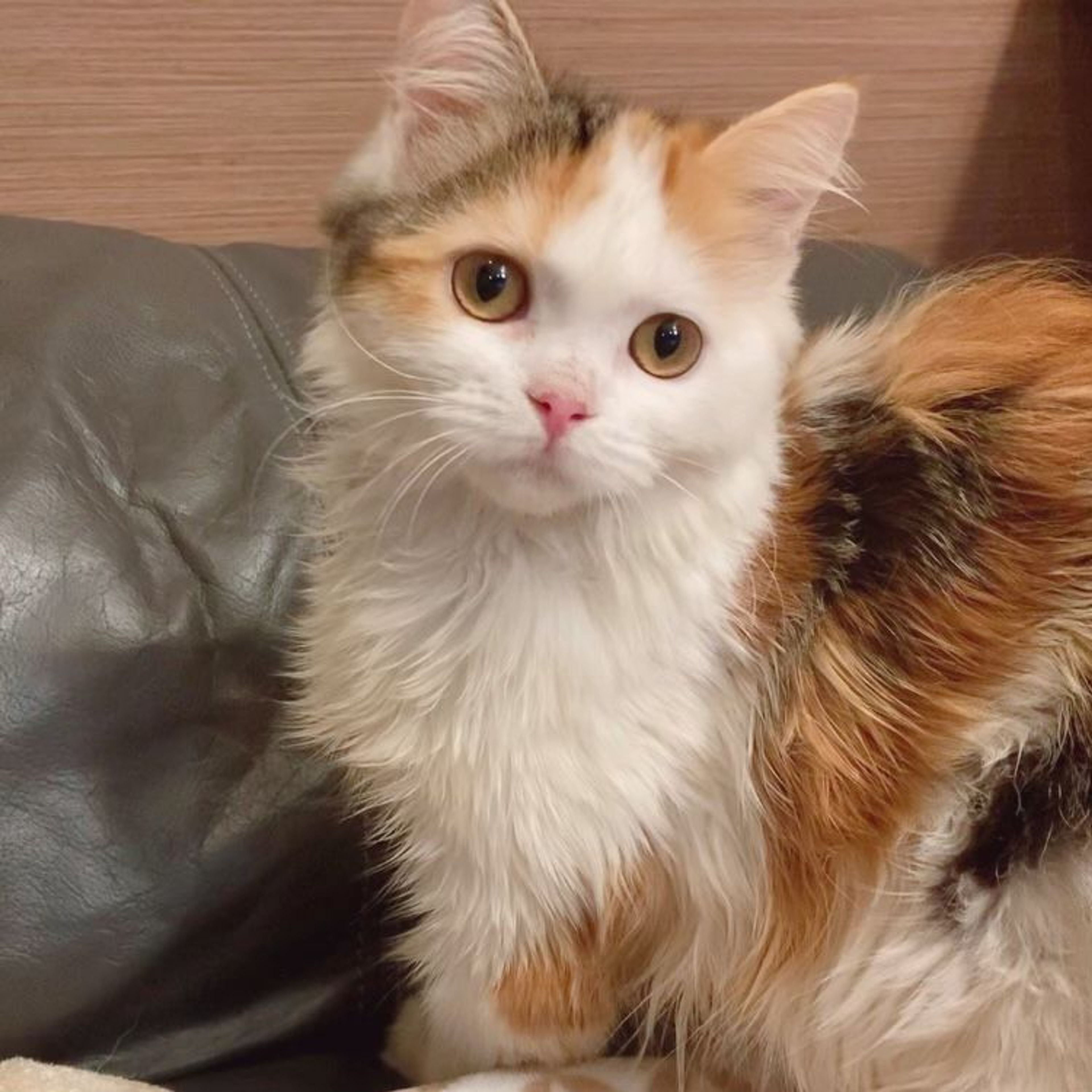 pet-image-5