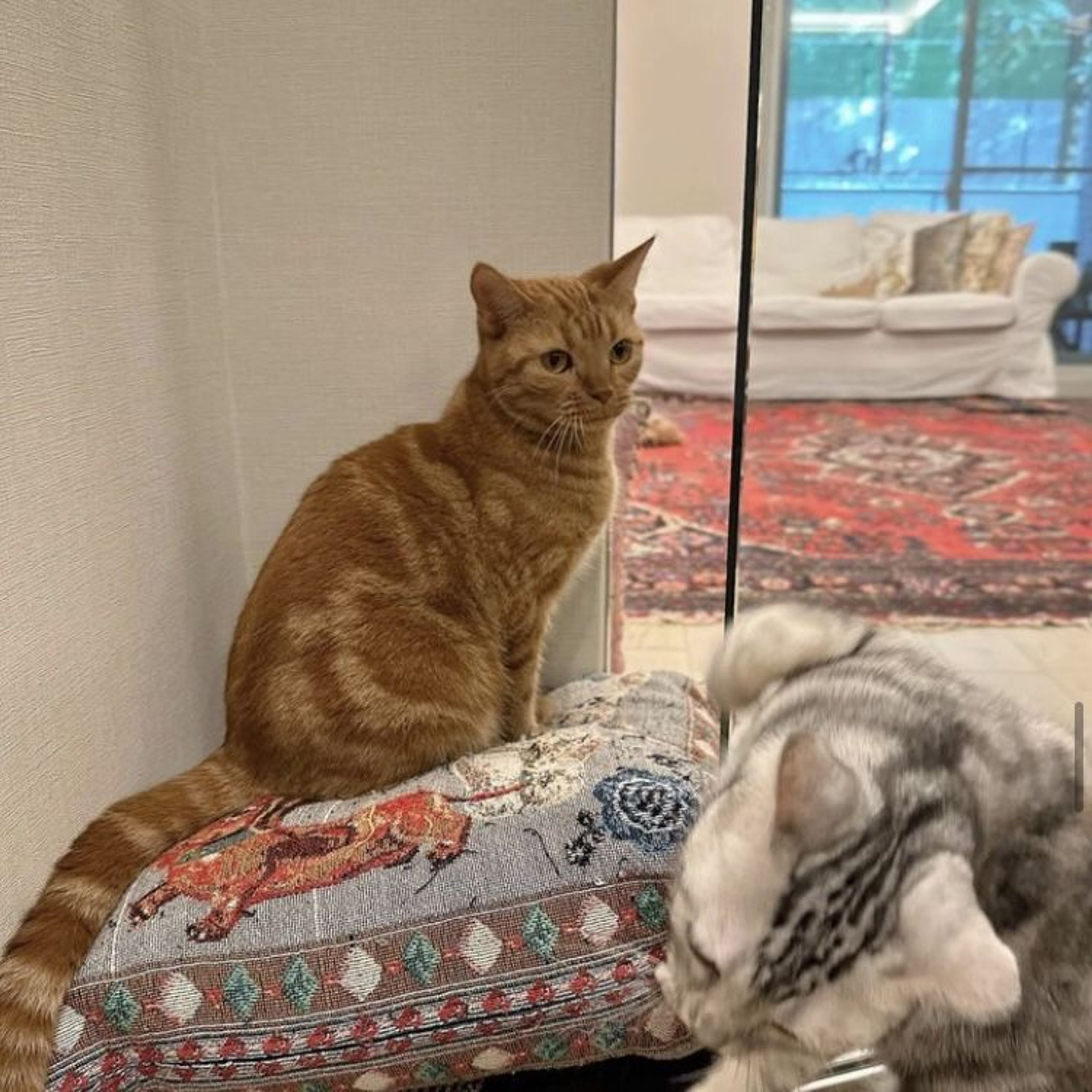 pet-image-4