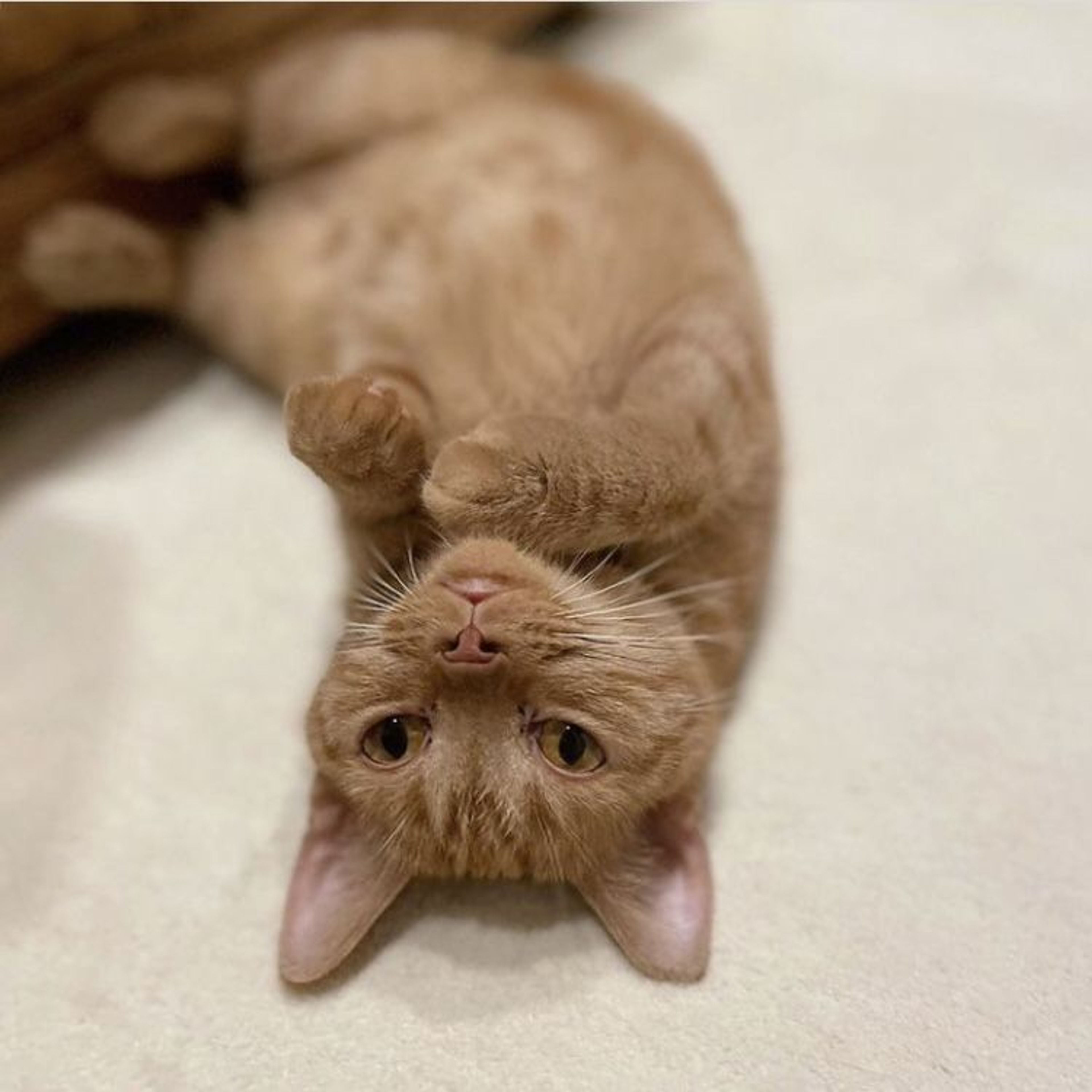 pet-image-5