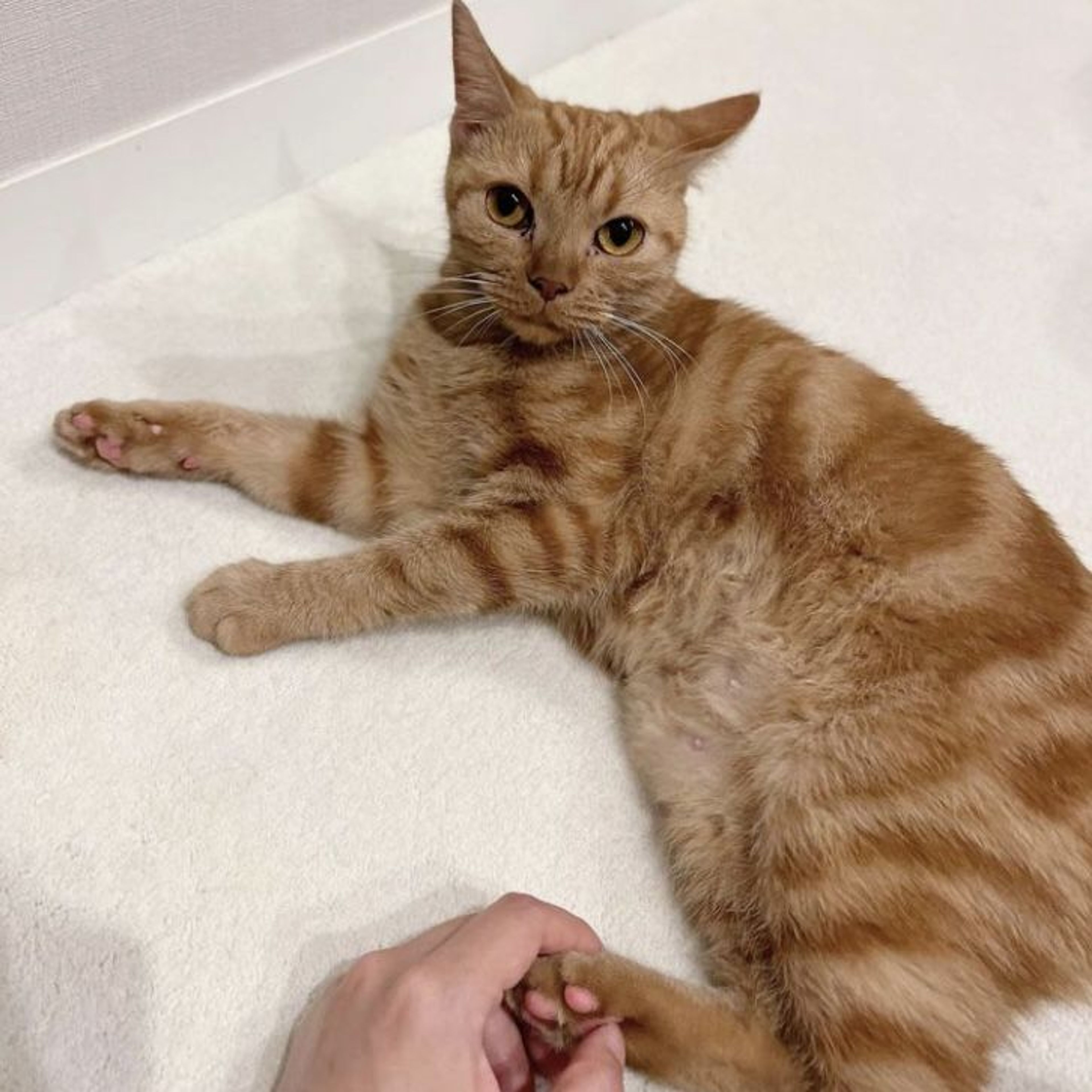 pet-image-6
