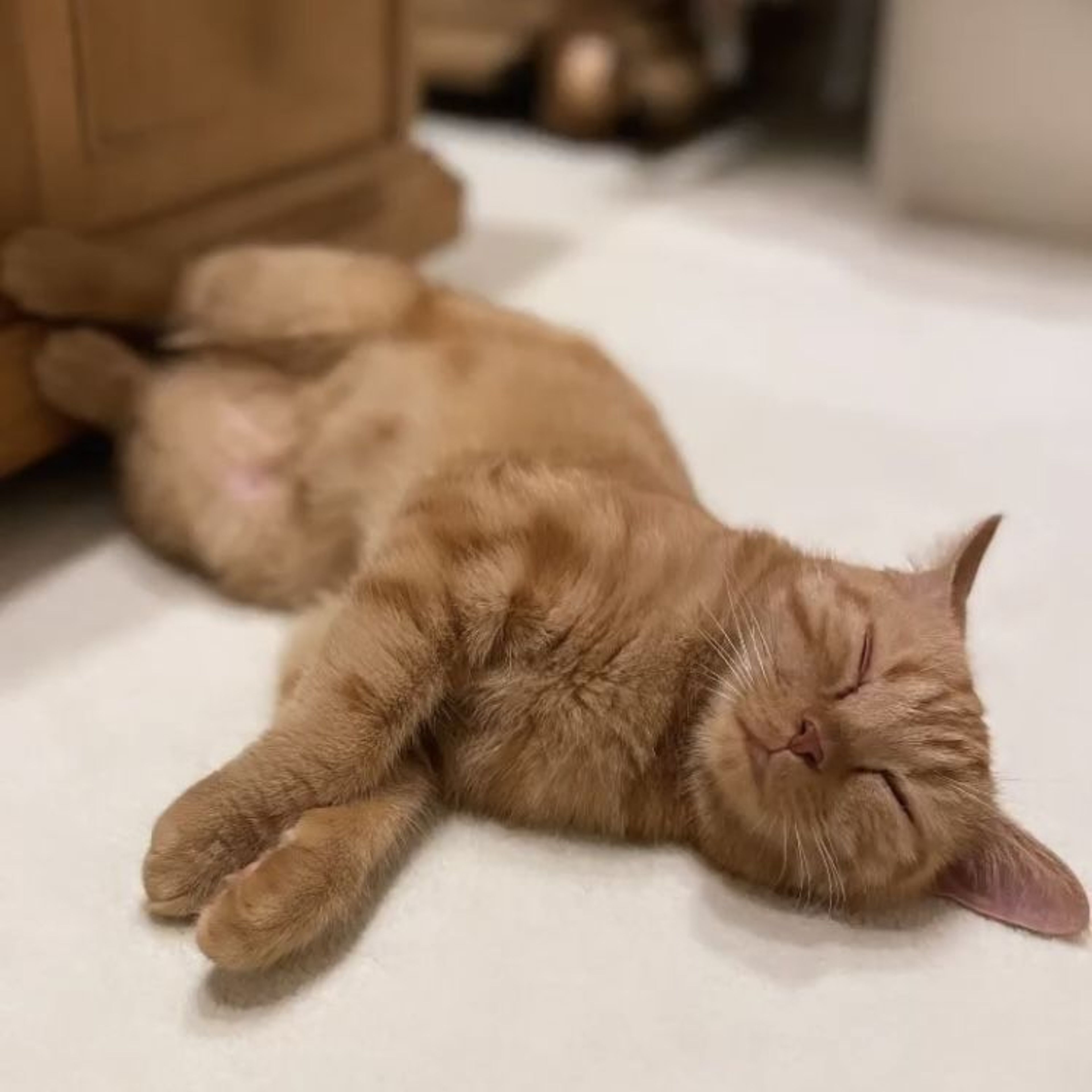 pet-image-7