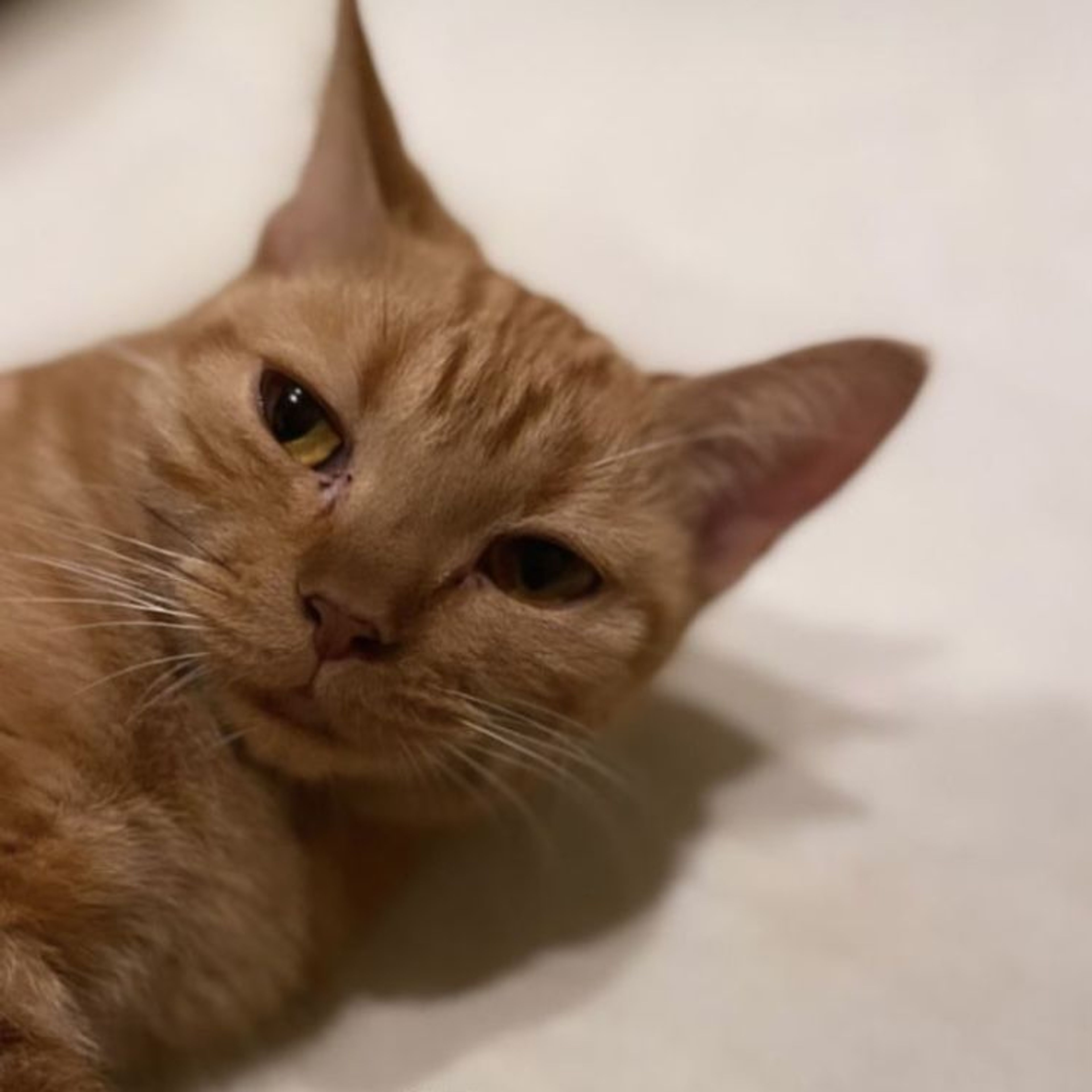 pet-image-8