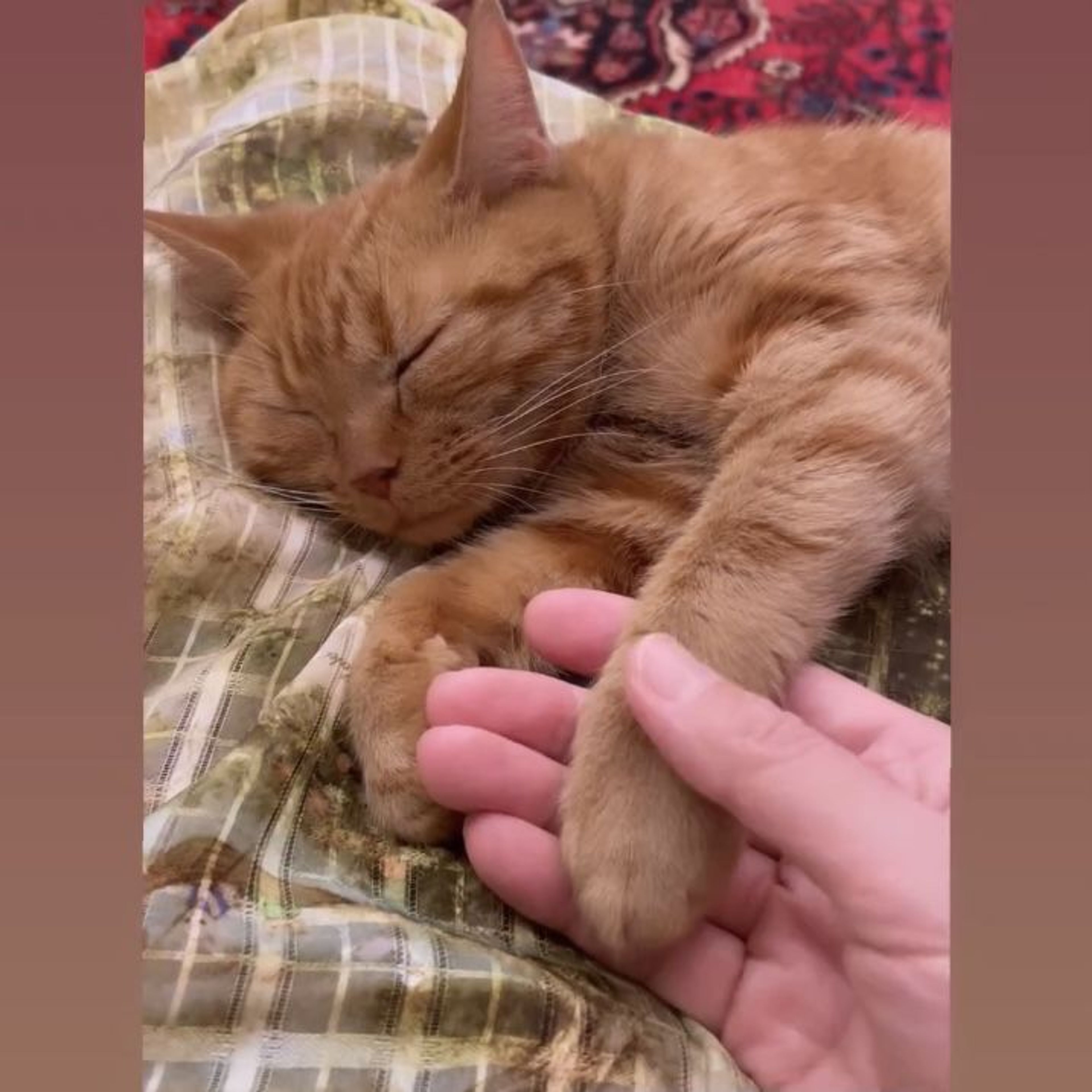 pet-image-9