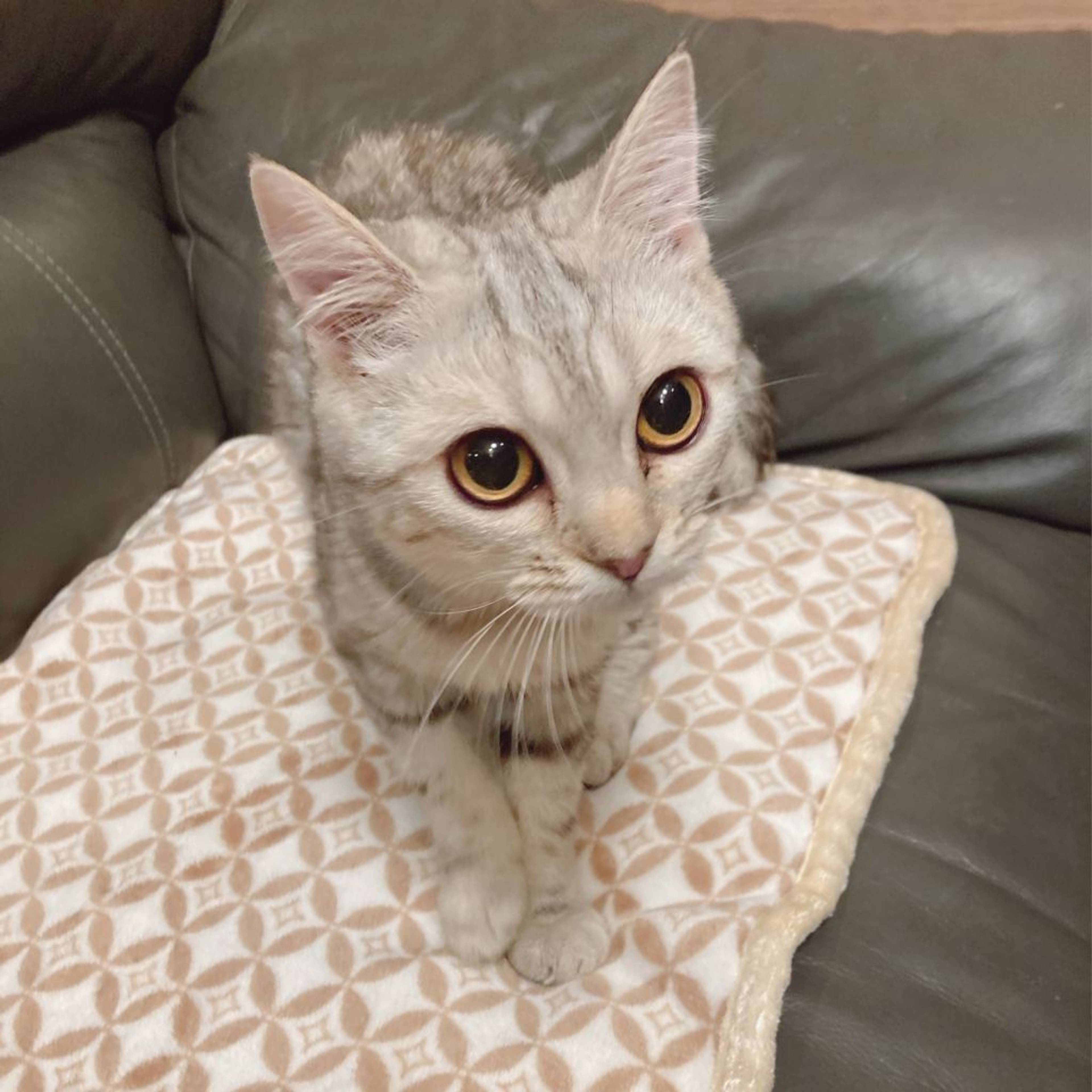スコティッシュフォールド・メスの里親募集の写真