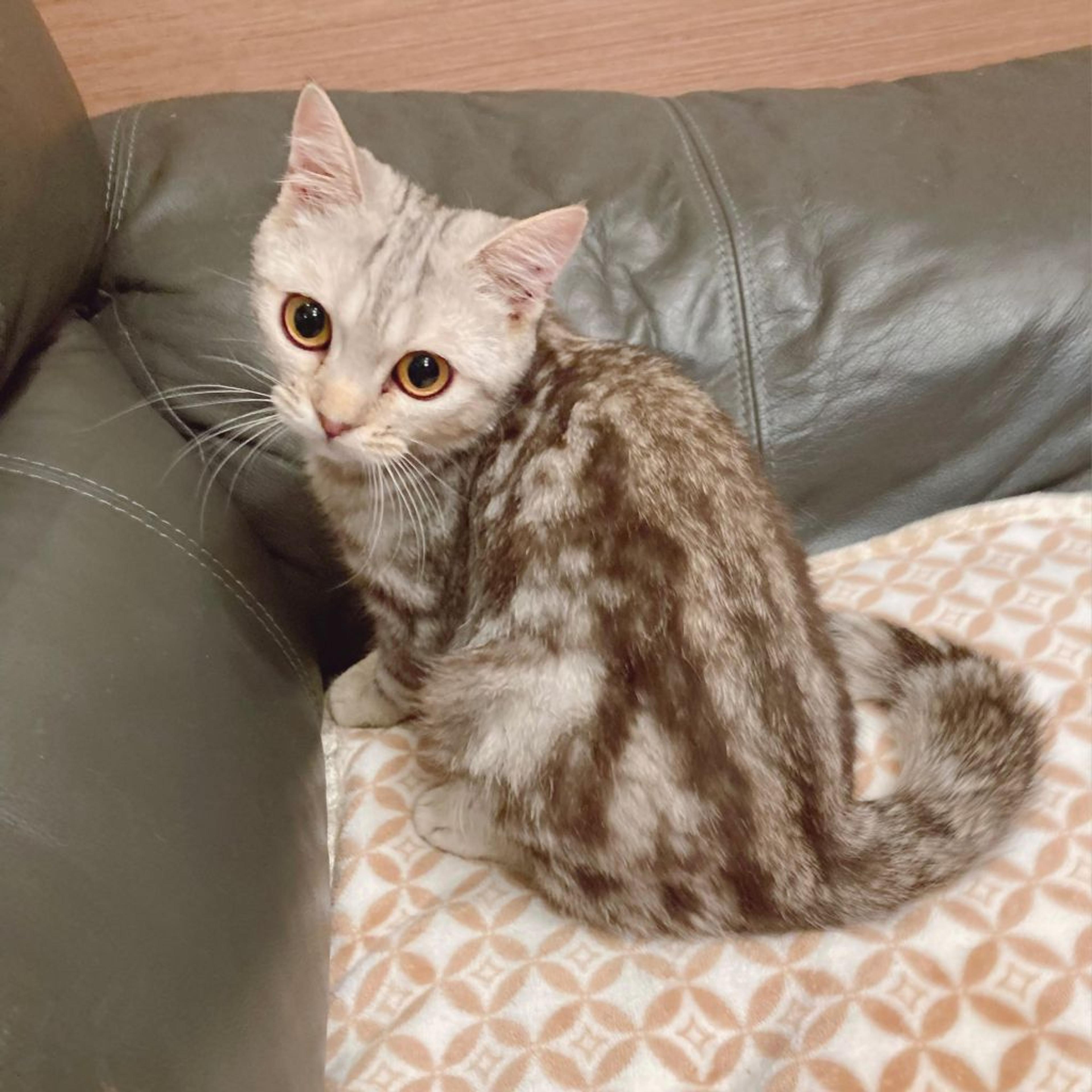 pet-image-5