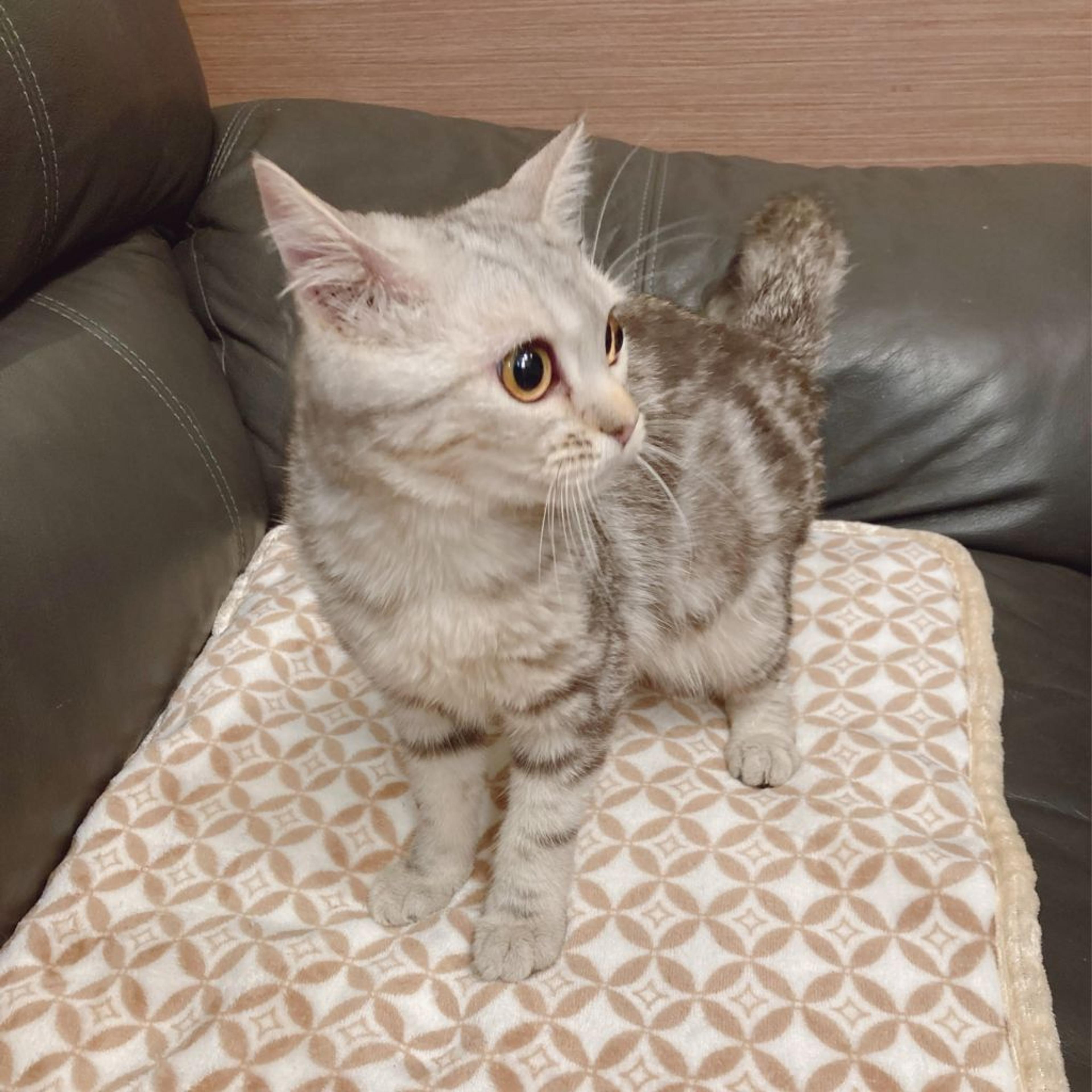 pet-image-7