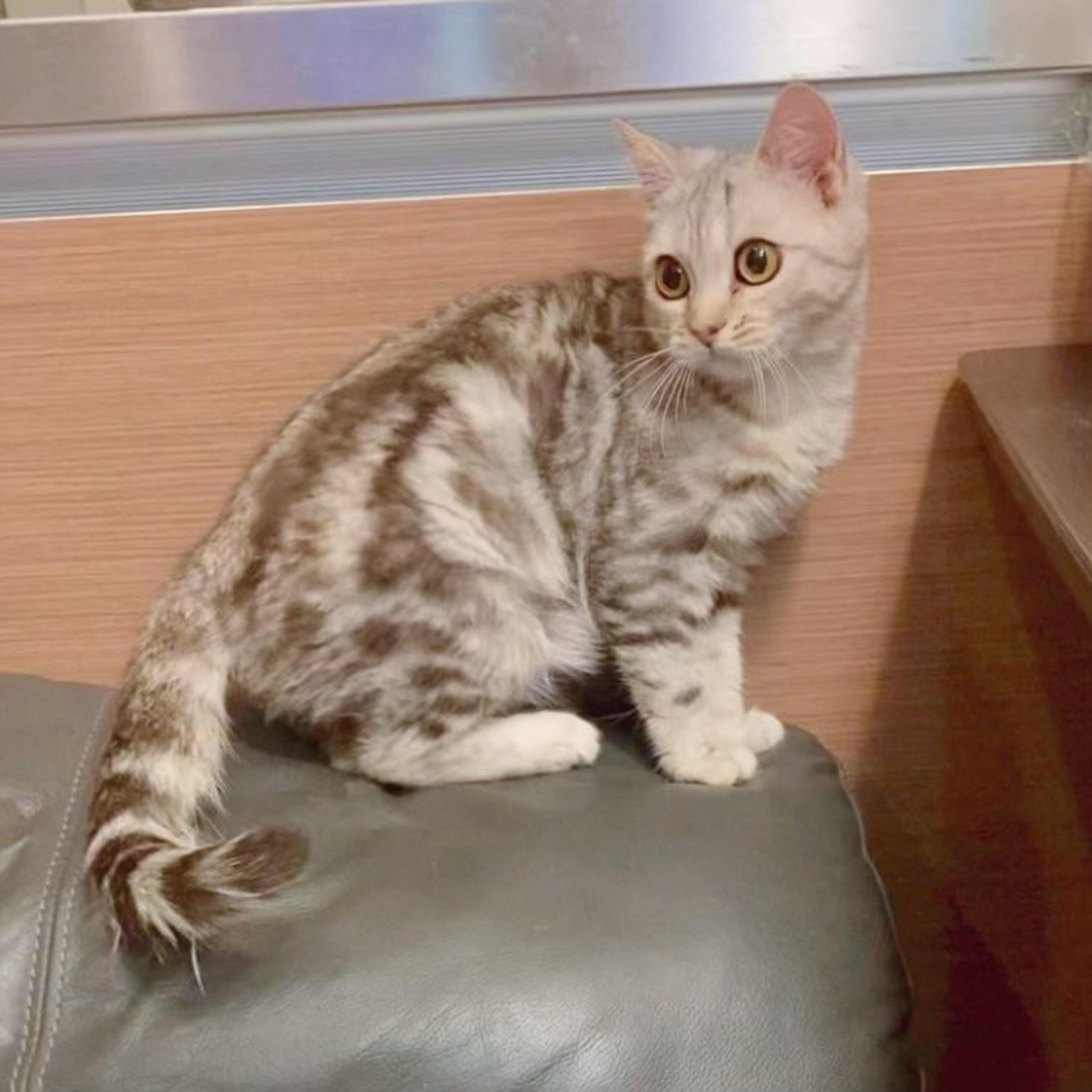 pet-image-8