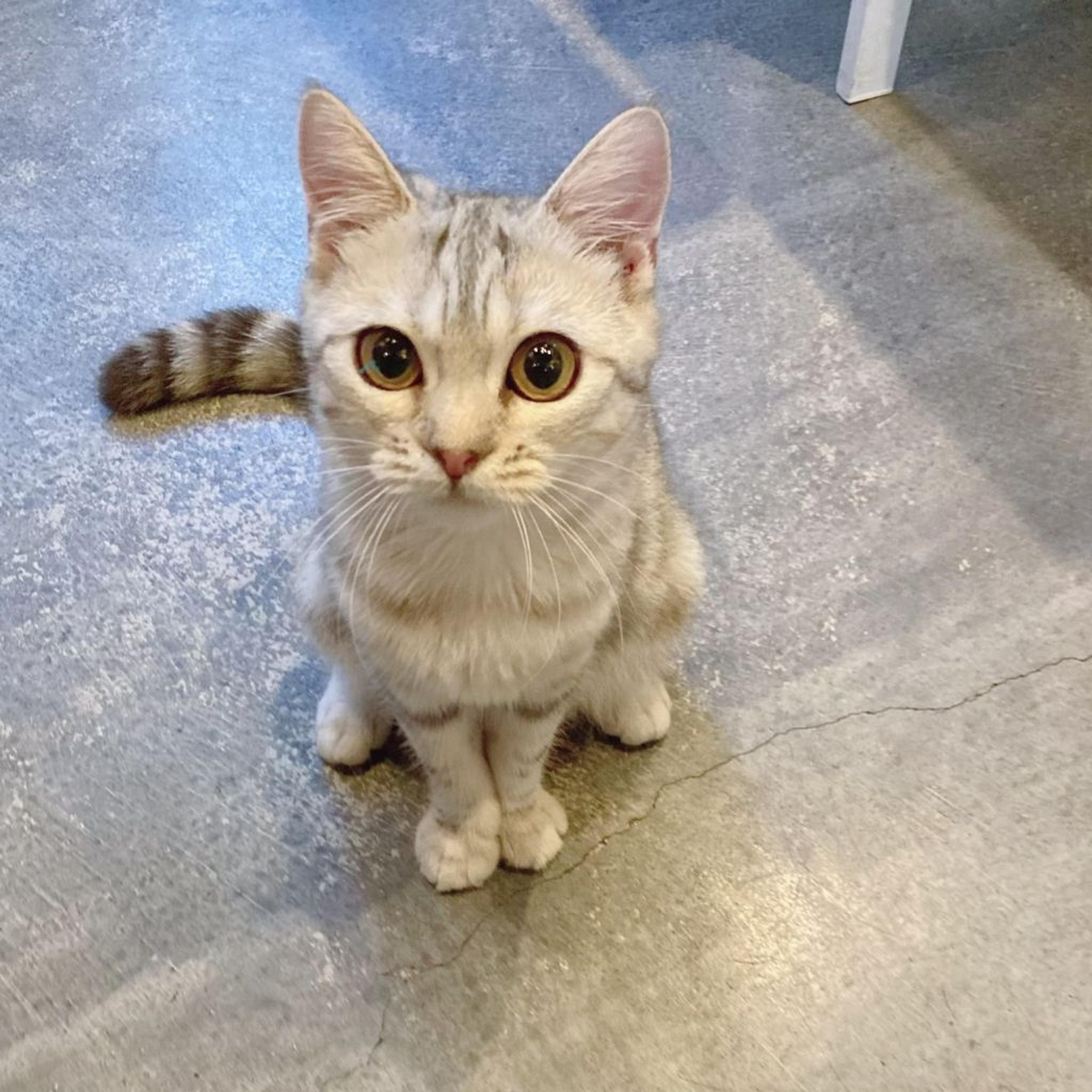 pet-image-2