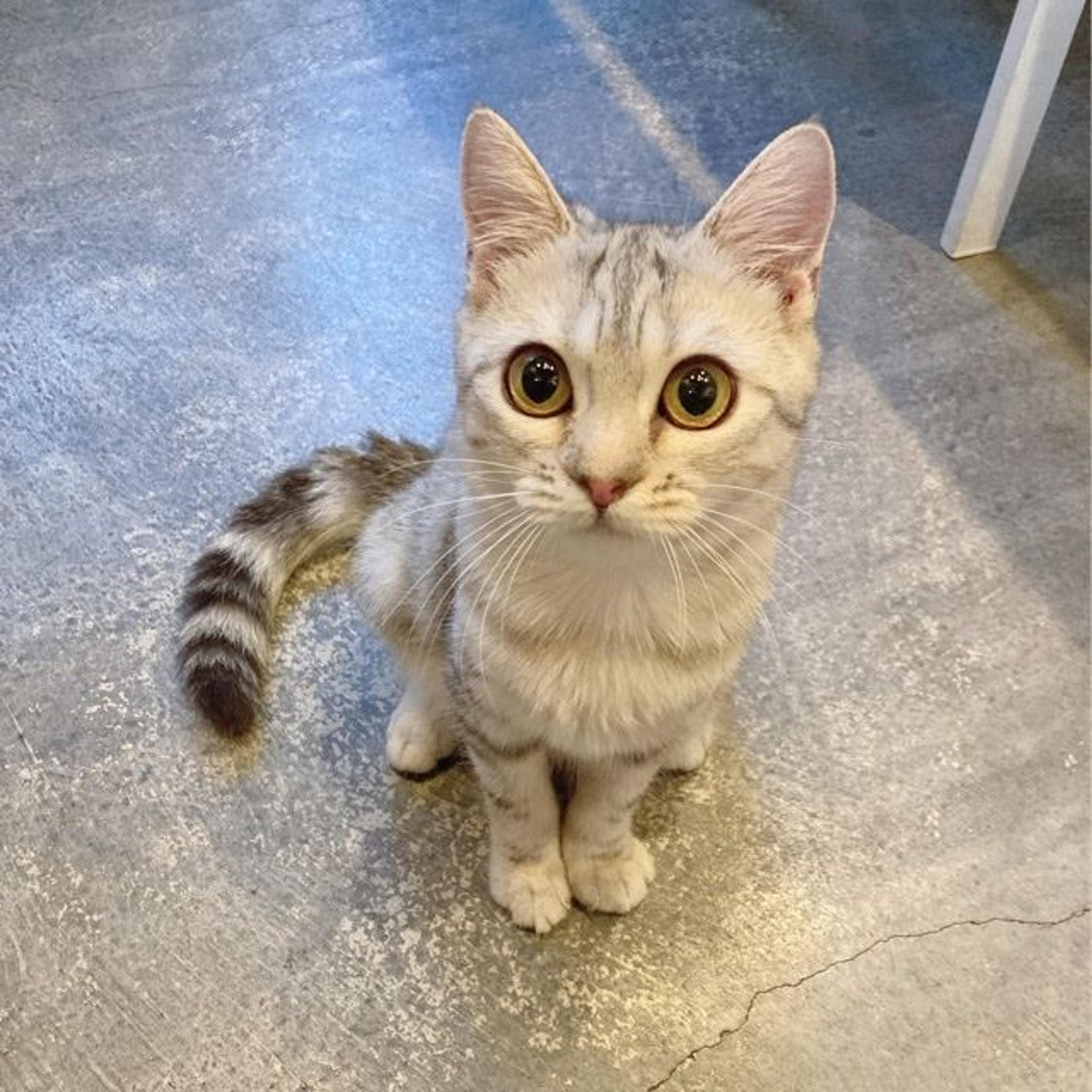 pet-image-4