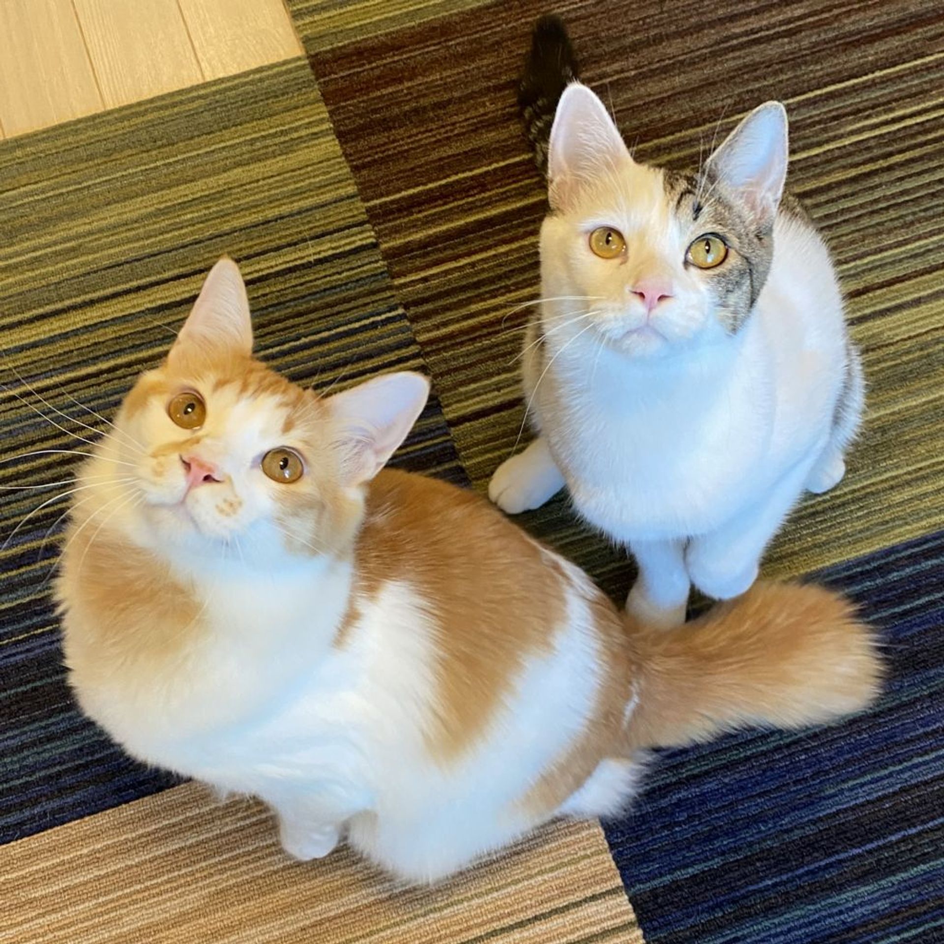 雑種（ミックス猫）・オスの里親募集の写真