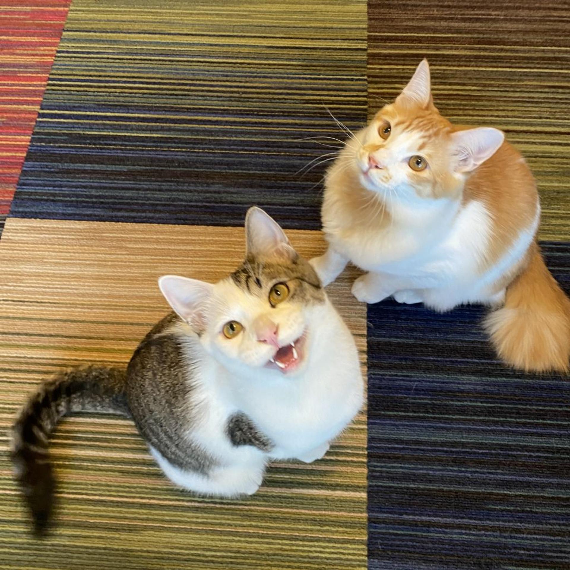 pet-image-5