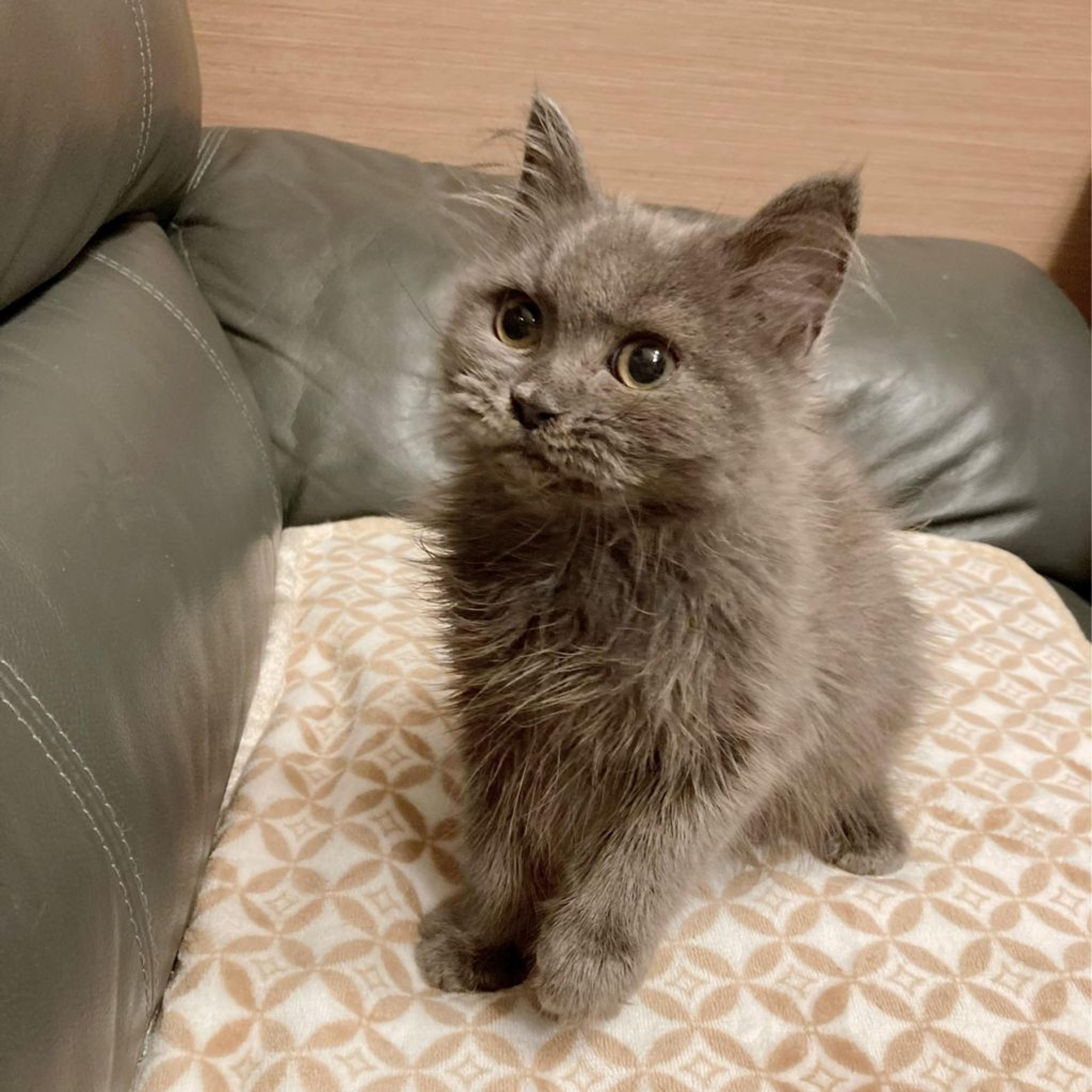 pet-image-2