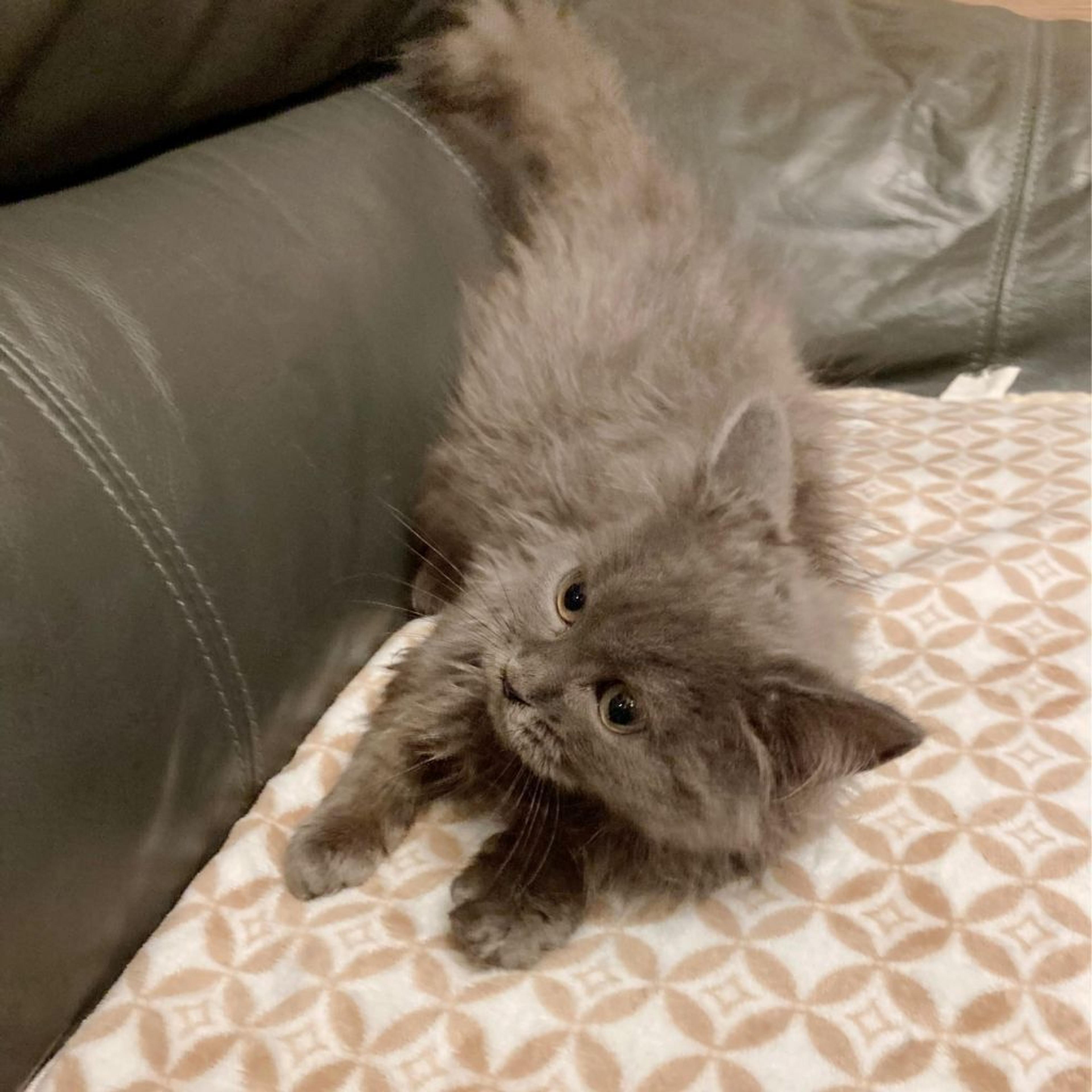 pet-image-3