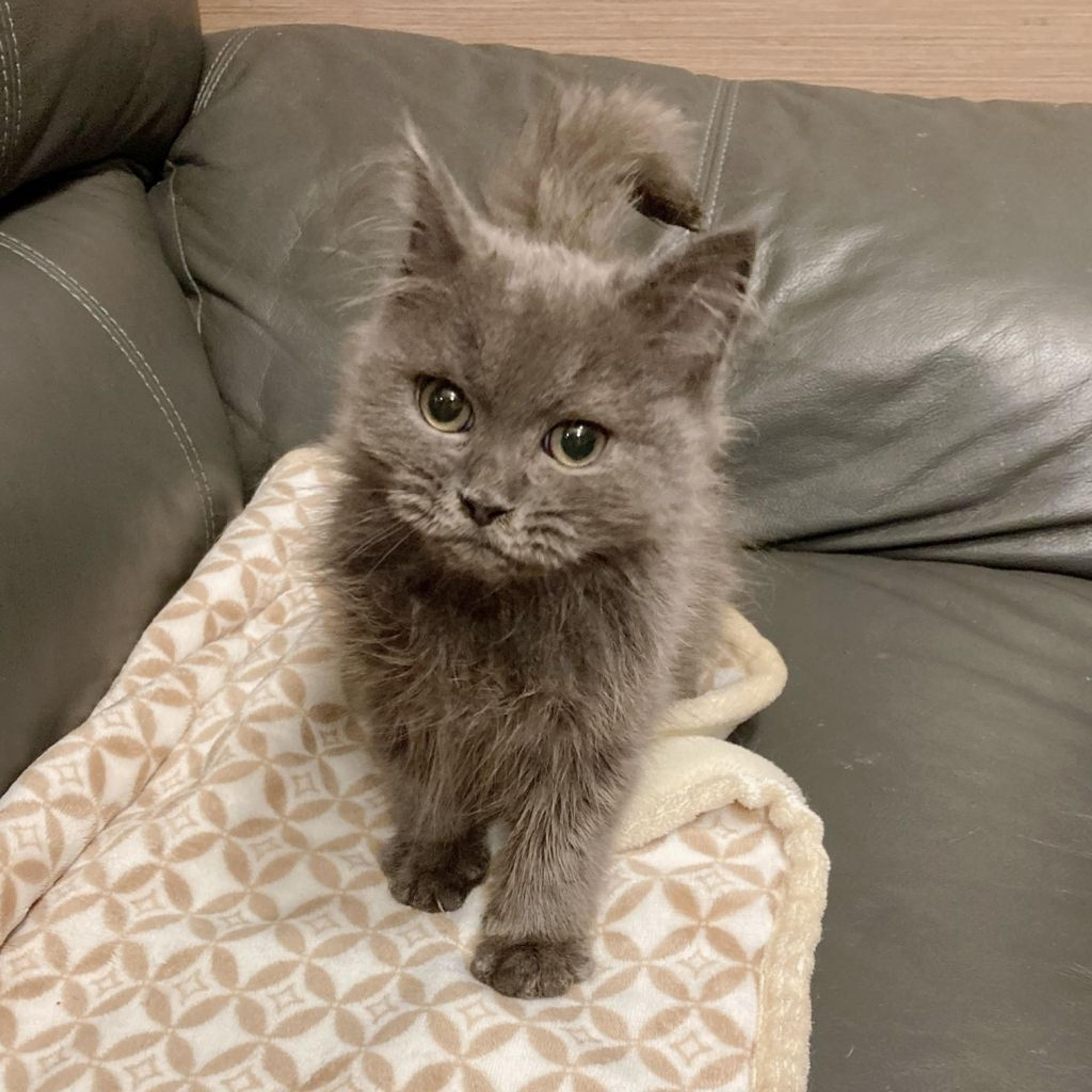 pet-image-4