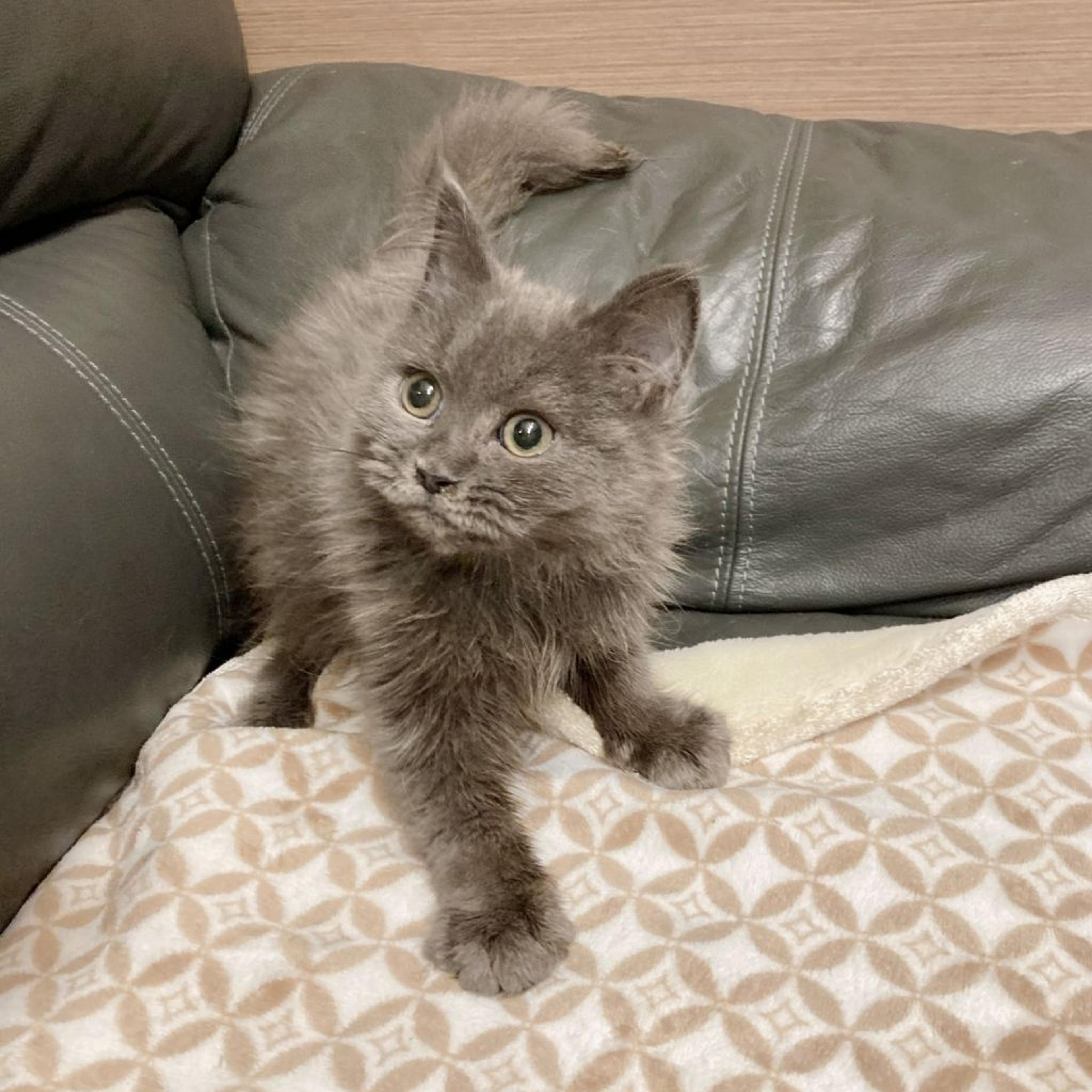 pet-image-5