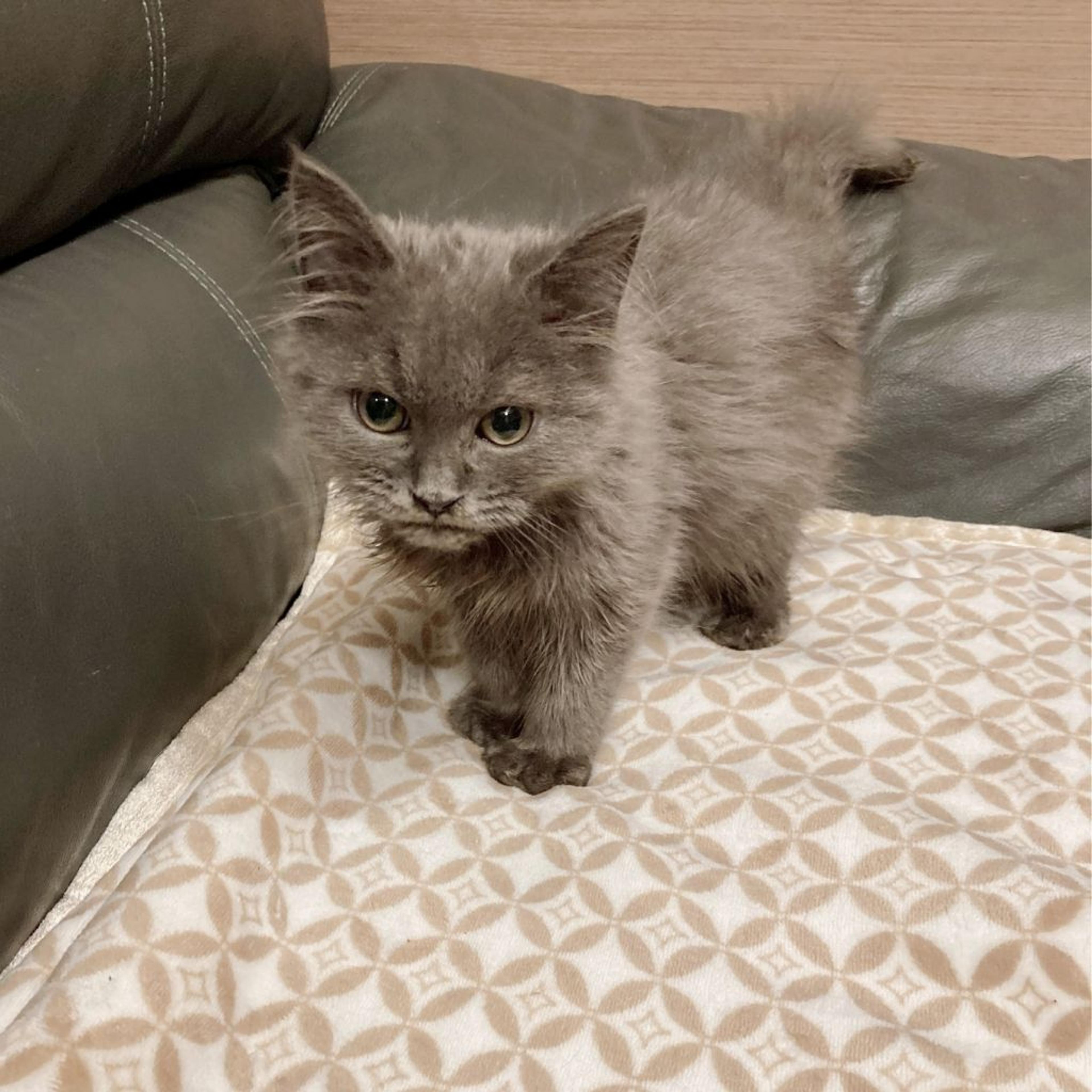 pet-image-6