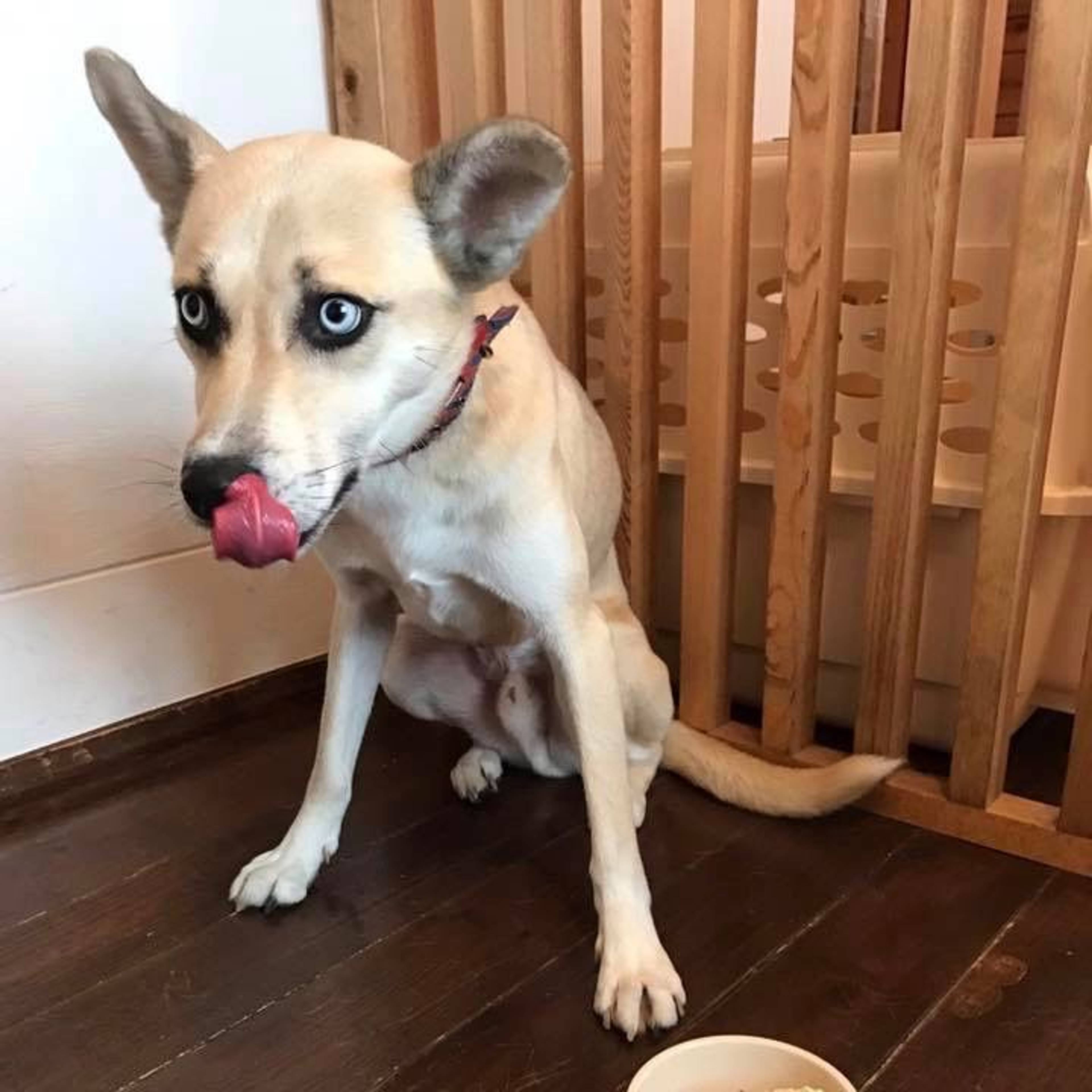 雑種（ミックス犬）・オスの里親募集の写真