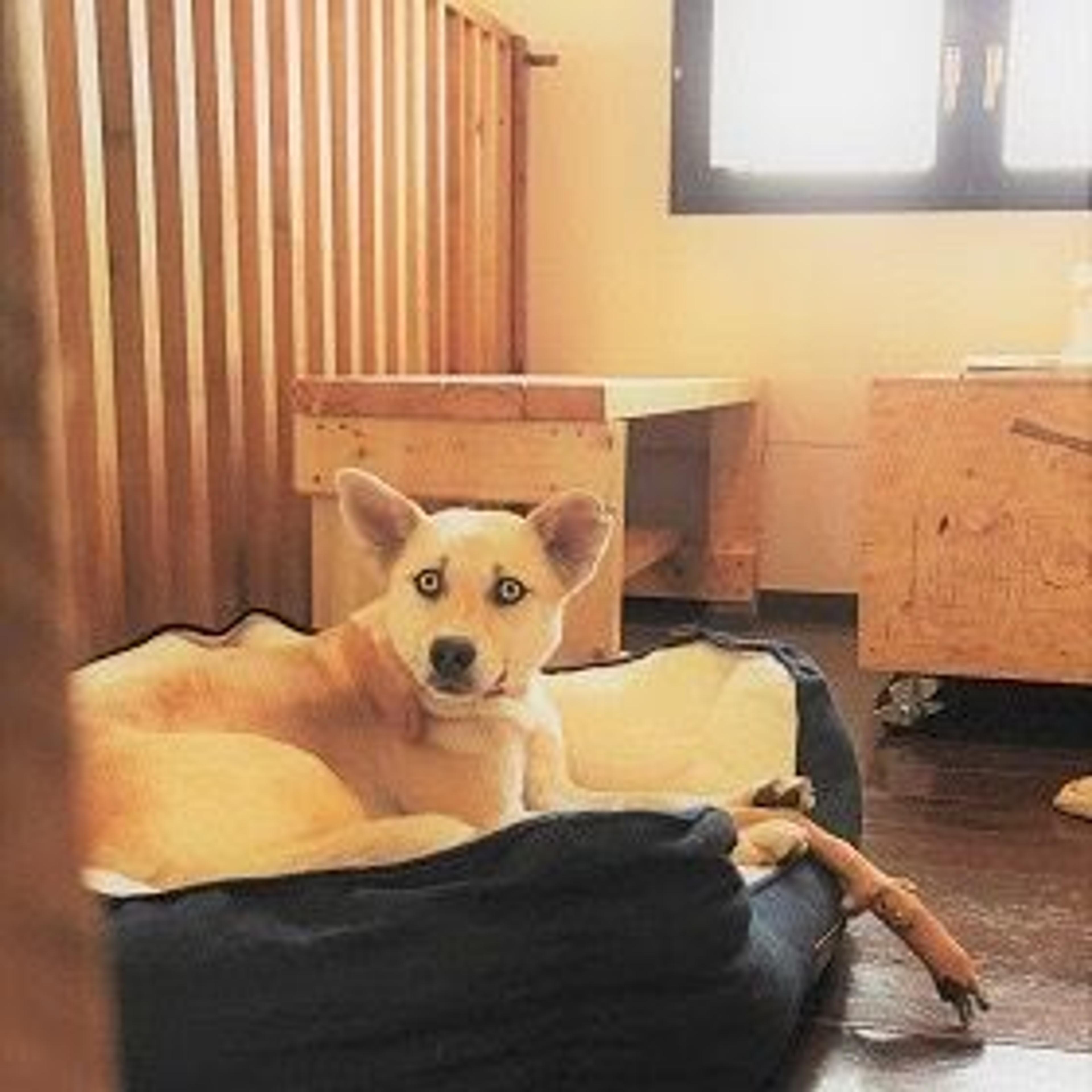 pet-image-2