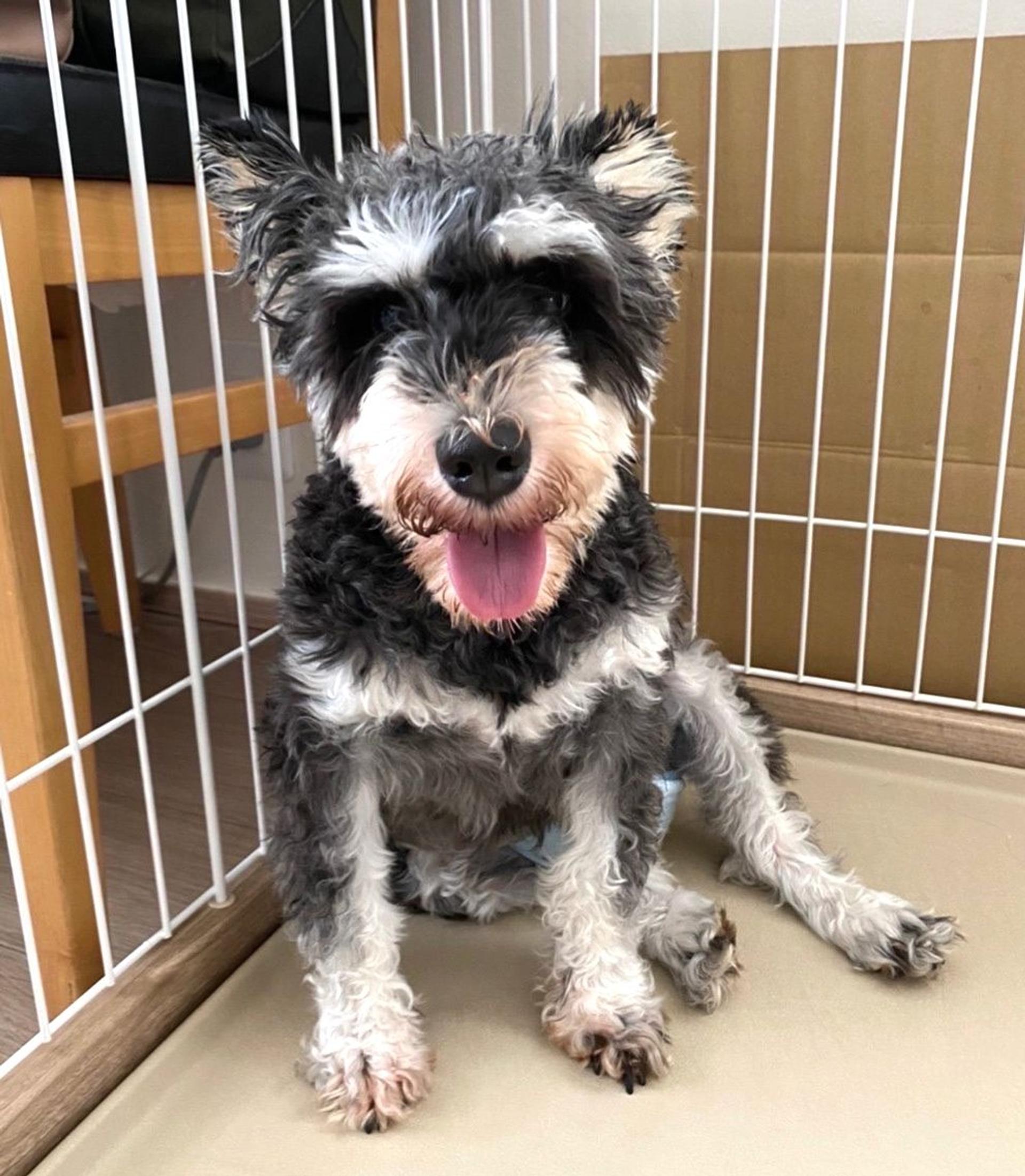 pet-image-4